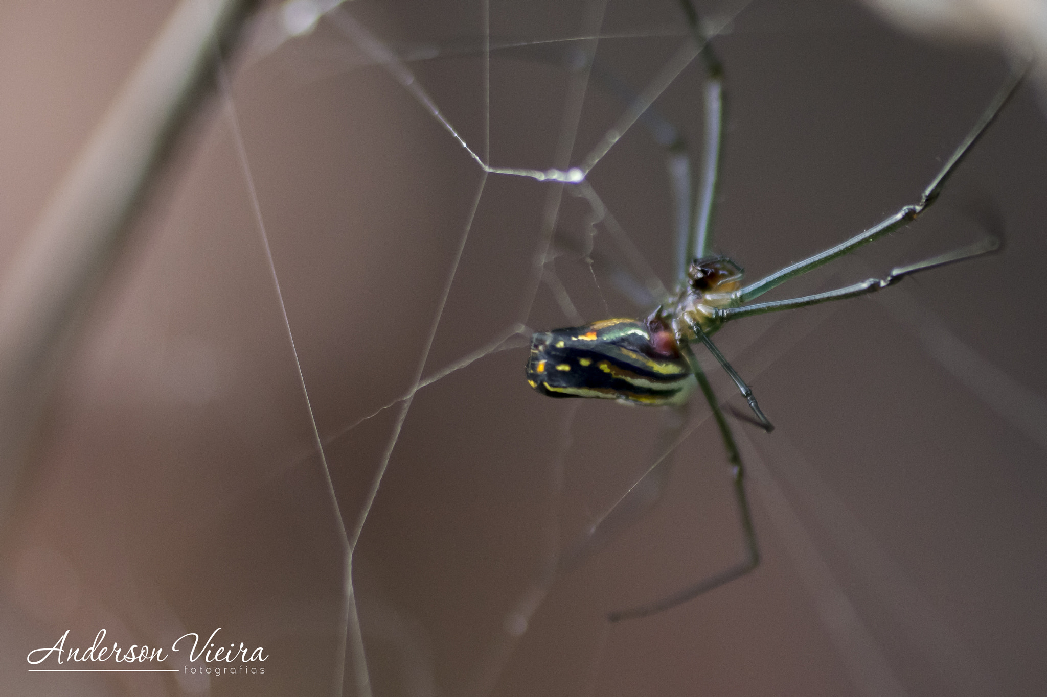 Canon EF 50mm F2.5 Macro sample photo. Aranha - spider photography