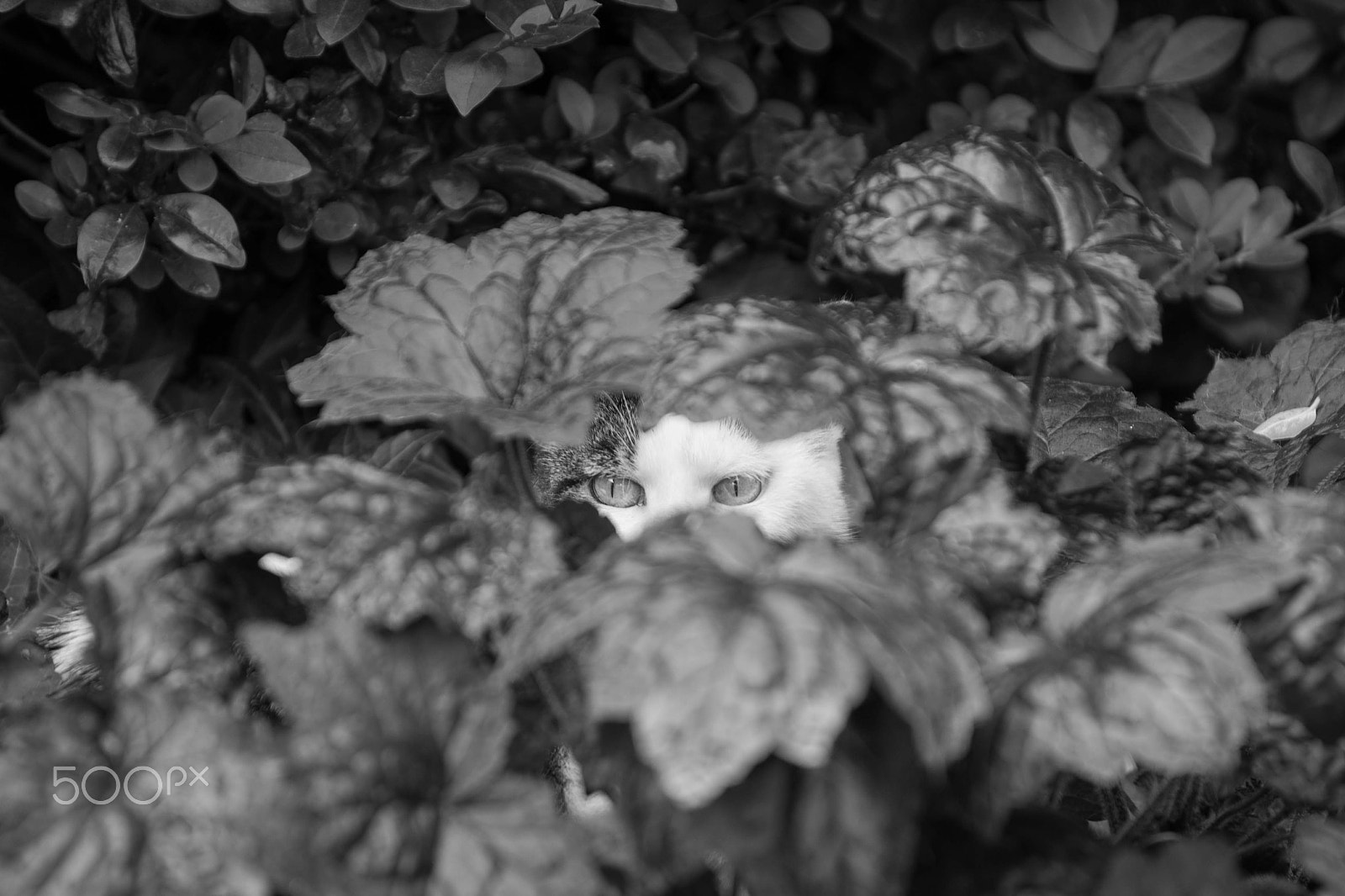 Nikon D600 sample photo. Cat's eyes photography