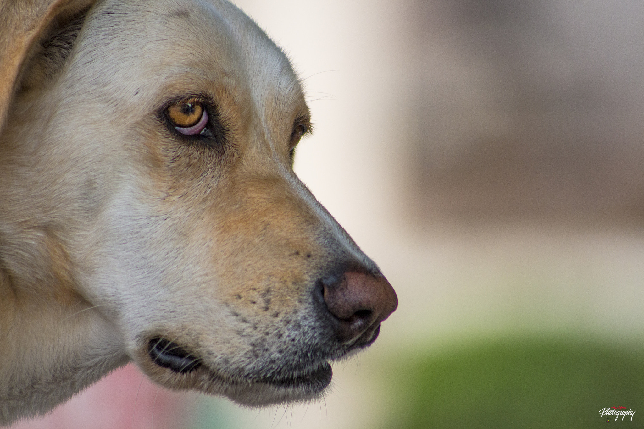 Canon EF 75-300mm f/4-5.6 USM sample photo. La pepa photography