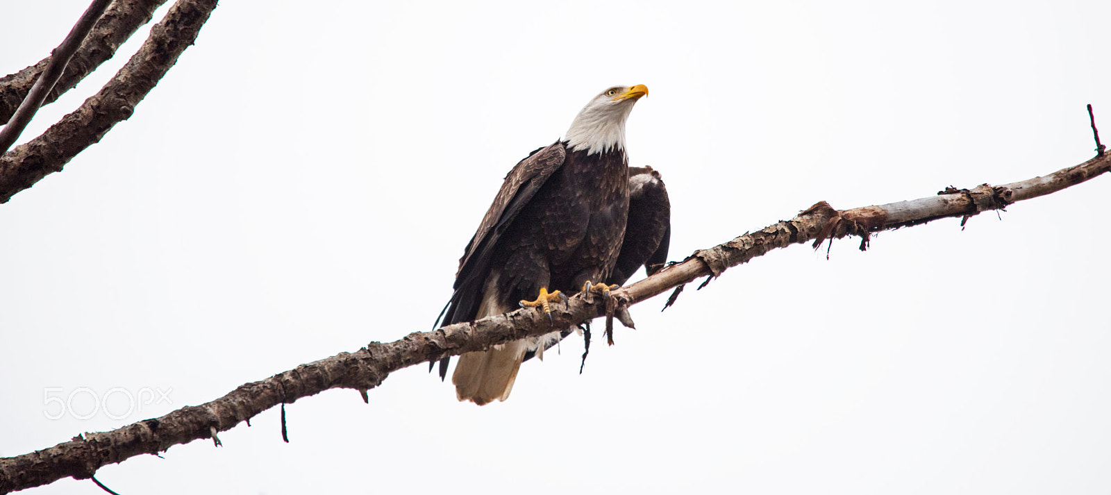 Sigma 150-500mm F5-6.3 DG OS HSM sample photo. Bald eagle photography