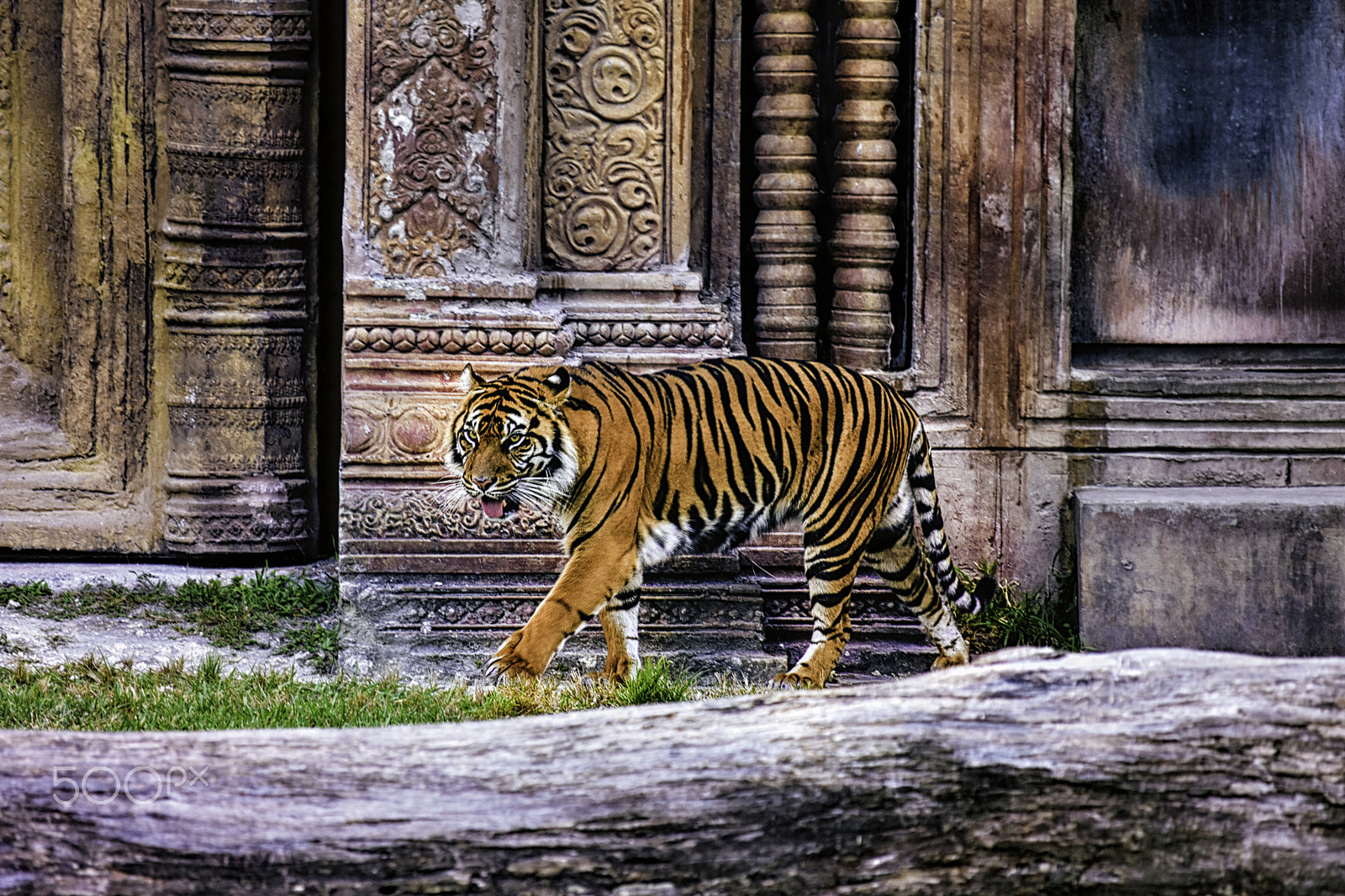 Nikon D7200 sample photo. Tiger tiger burning bright photography
