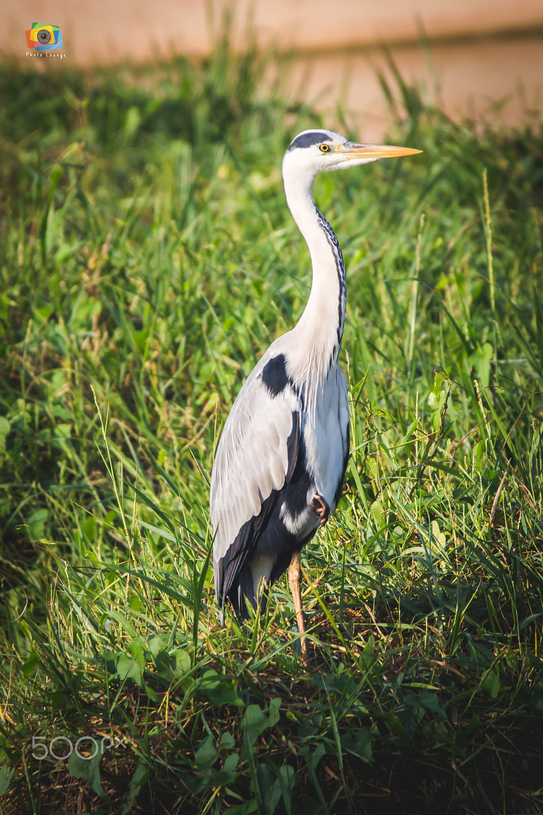 150-600mm F5-6.3 DG OS HSM | Contemporary 015 sample photo. Mg photography