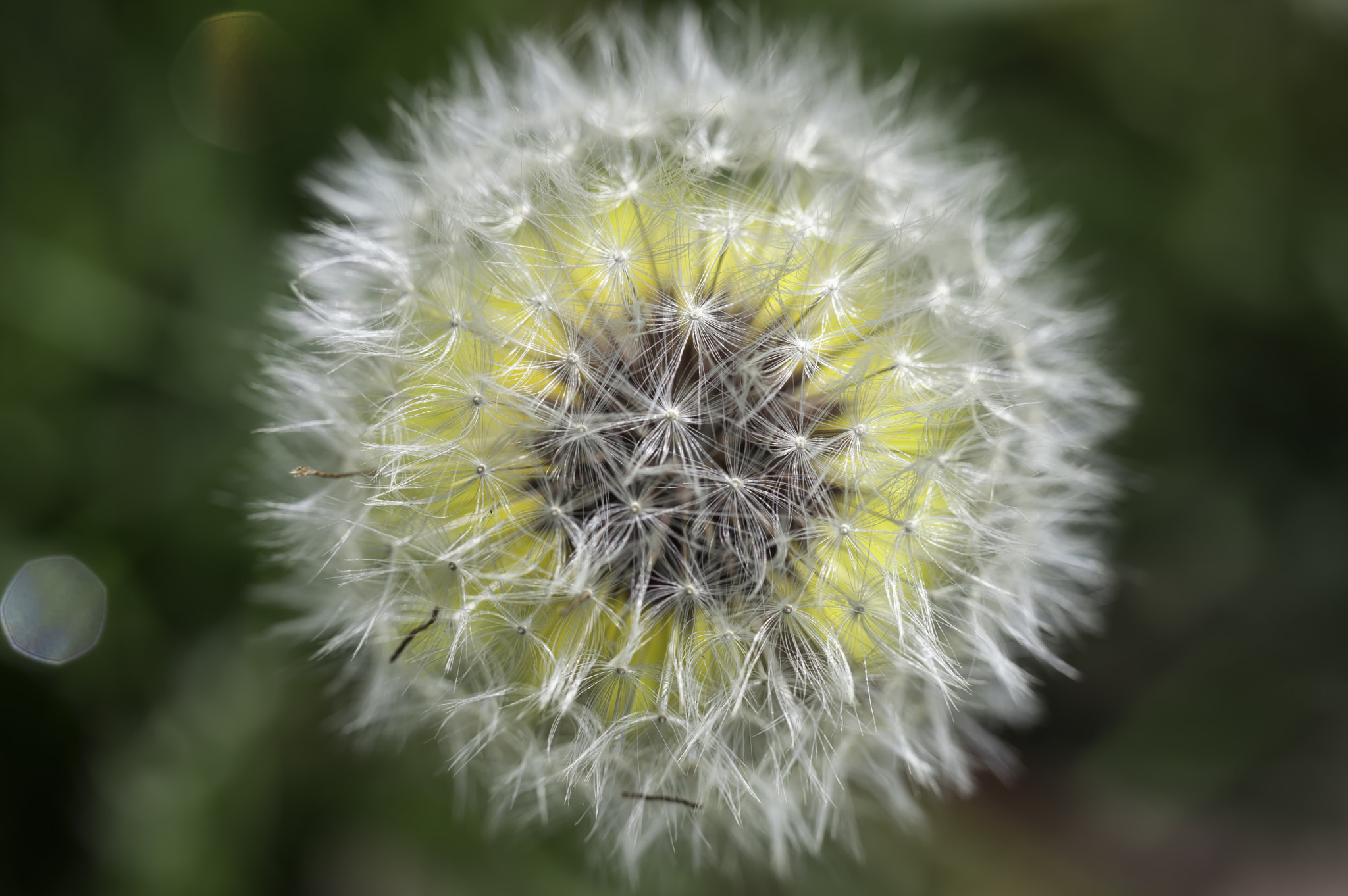 Nikon D3200 sample photo. Two dandelions photography