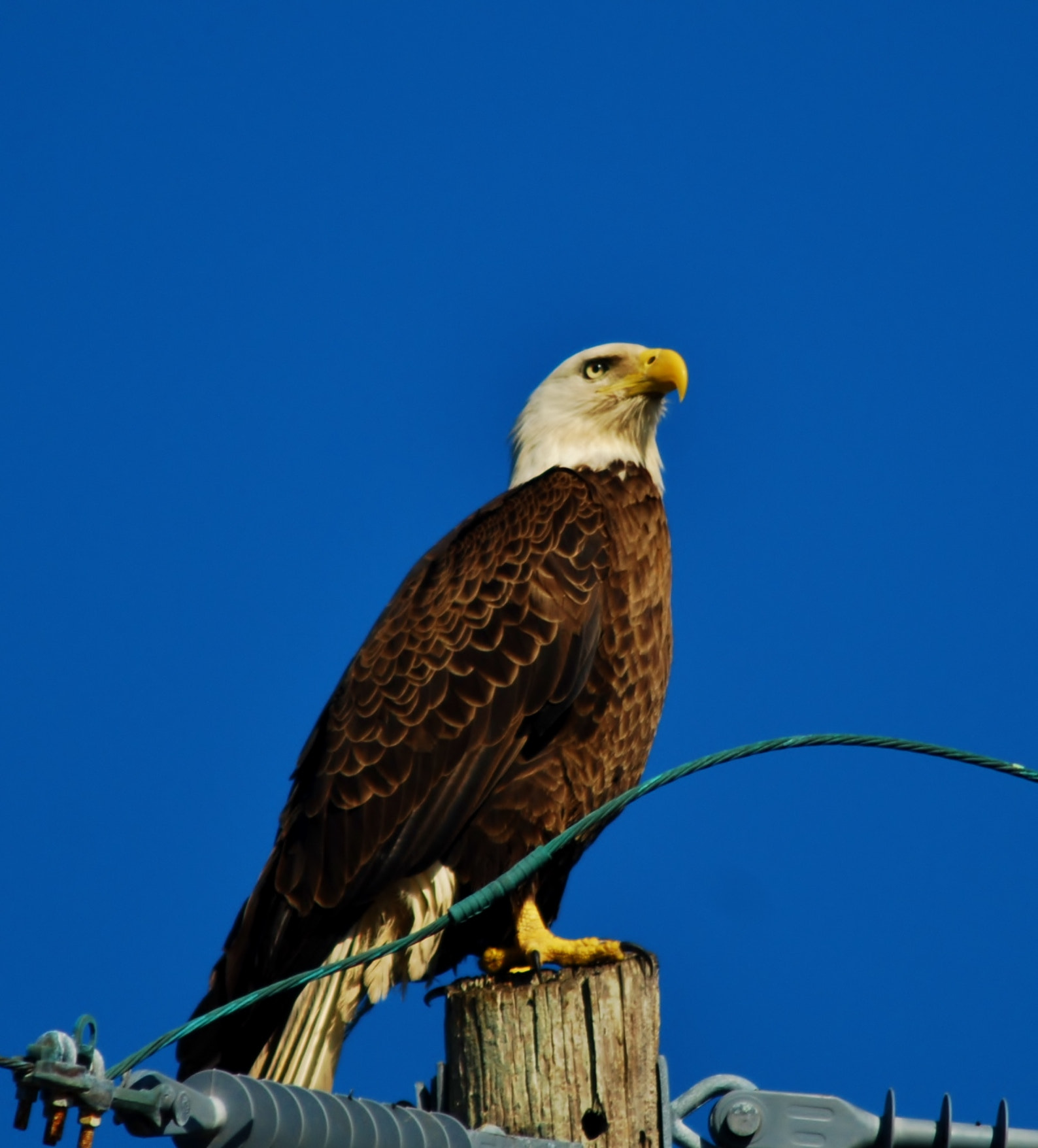 Nikon D80 + AF Zoom-Nikkor 75-300mm f/4.5-5.6 sample photo. In all its magesty photography