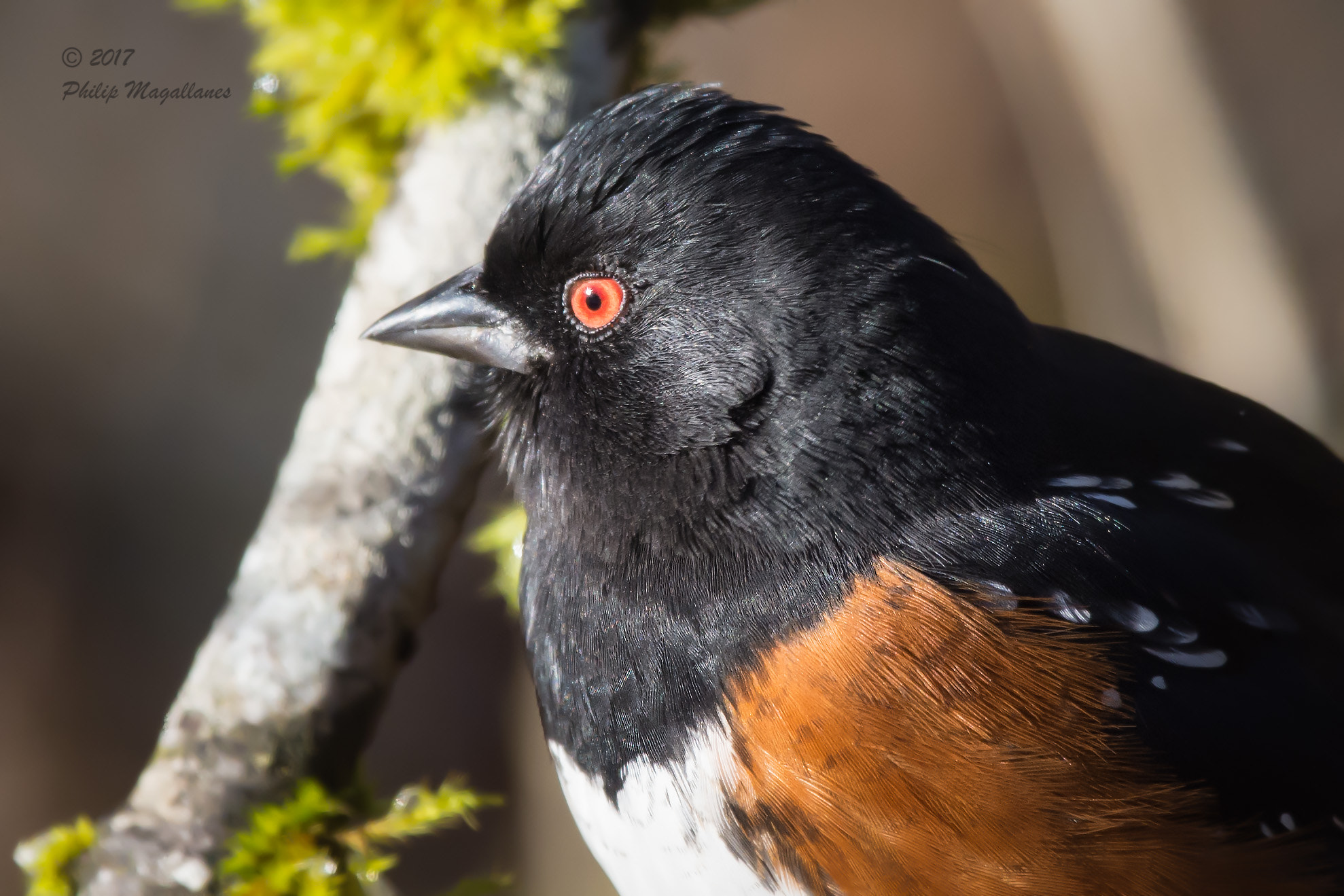 Nikon Nikkor AF-S 300mm F4E PF ED VR sample photo. Spotted towhee portrait photography