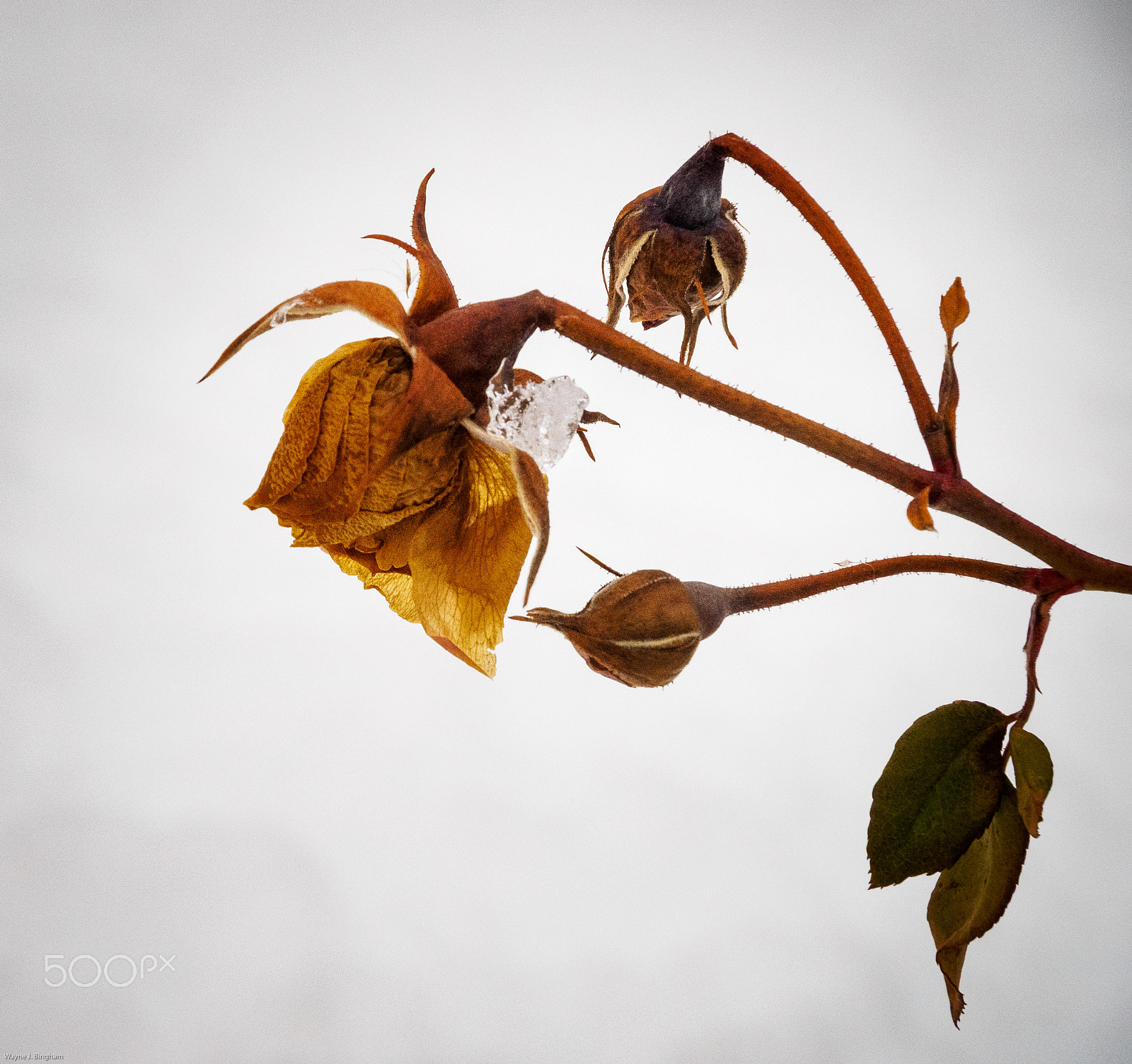 Olympus OM-D E-M1 sample photo. Winter rose photography