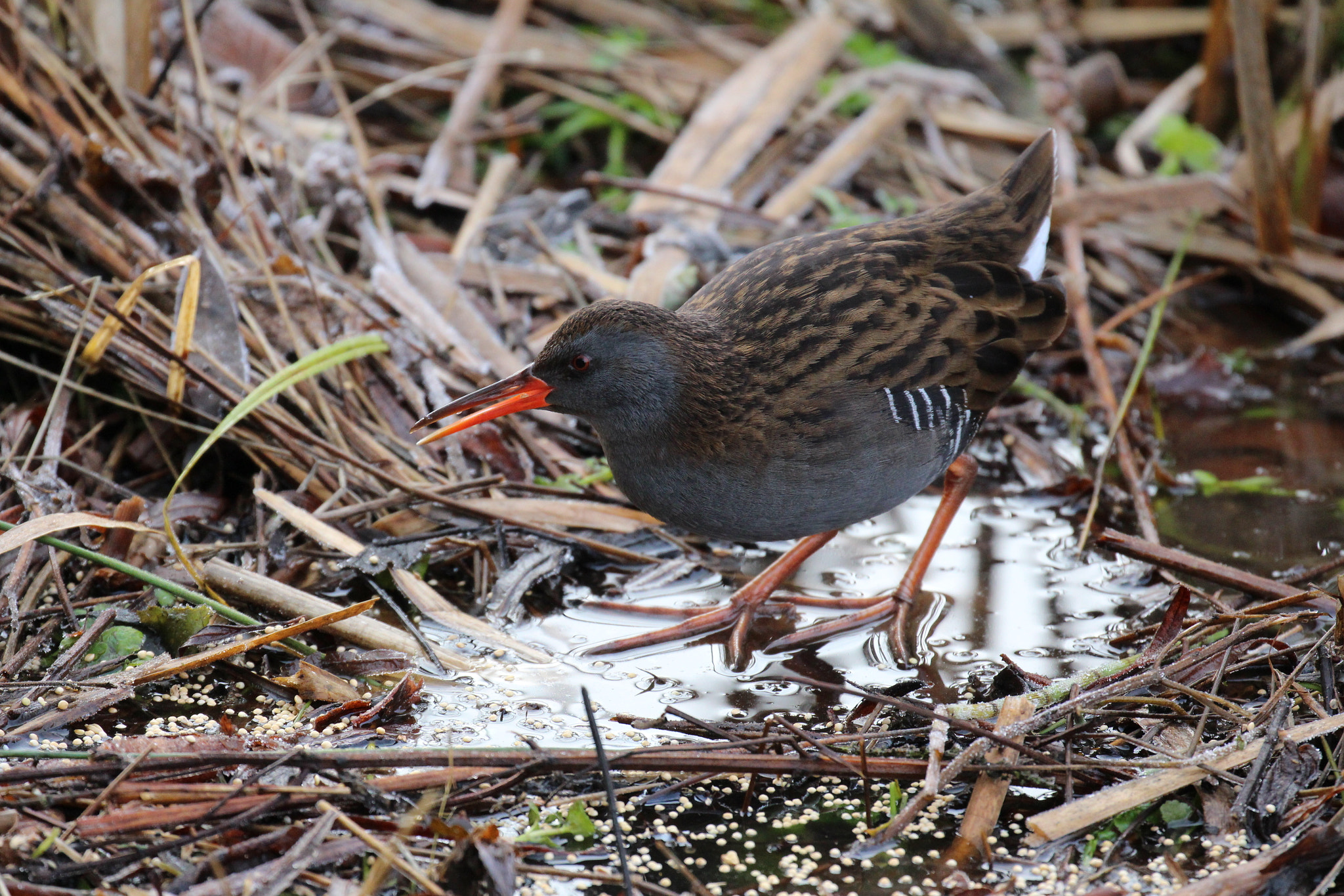 Canon EOS 700D (EOS Rebel T5i / EOS Kiss X7i) + Canon EF 100-400mm F4.5-5.6L IS II USM sample photo. Water rail photography