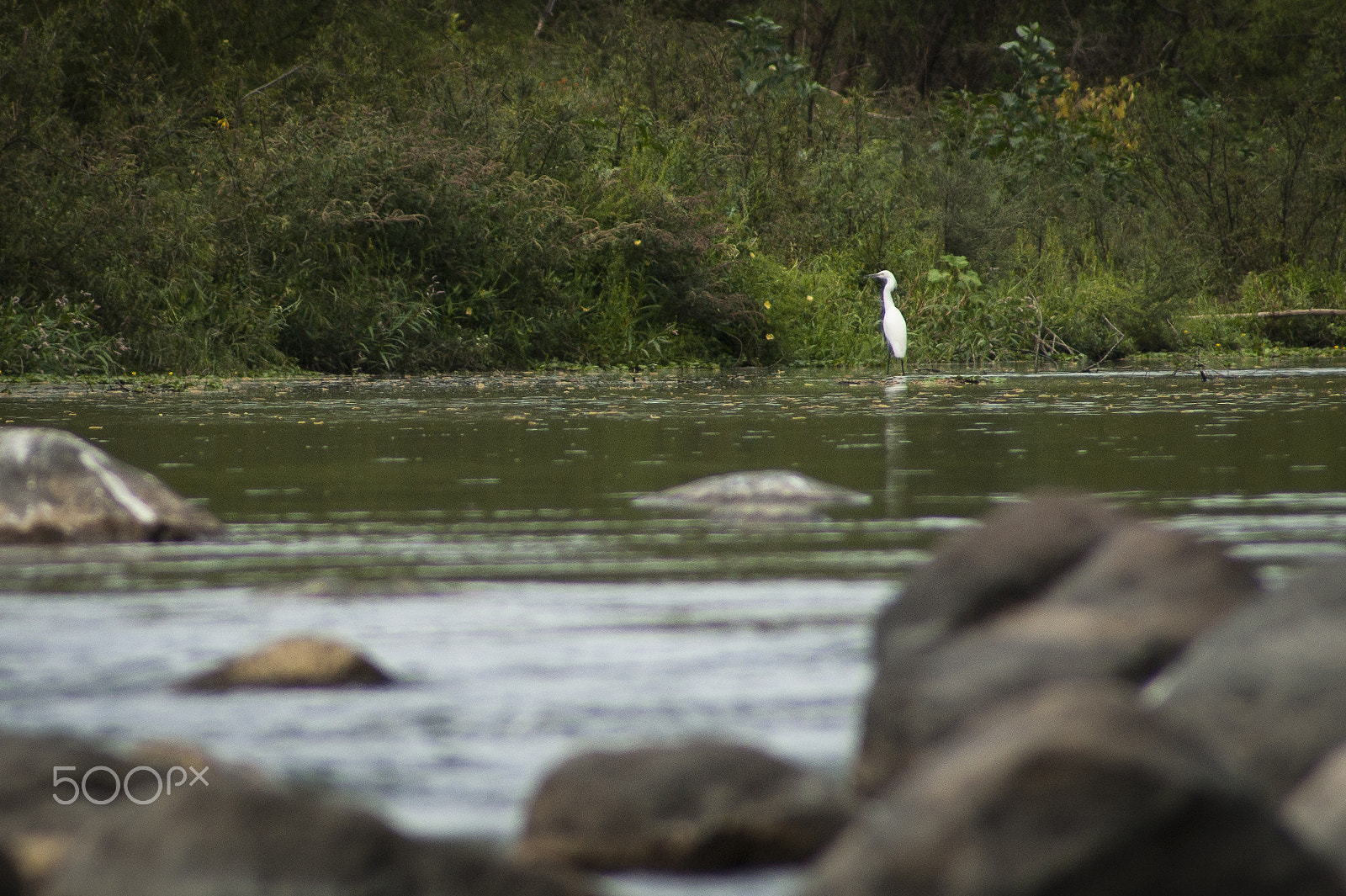 Sony Alpha DSLR-A380 sample photo. Bird standing aside the river photography