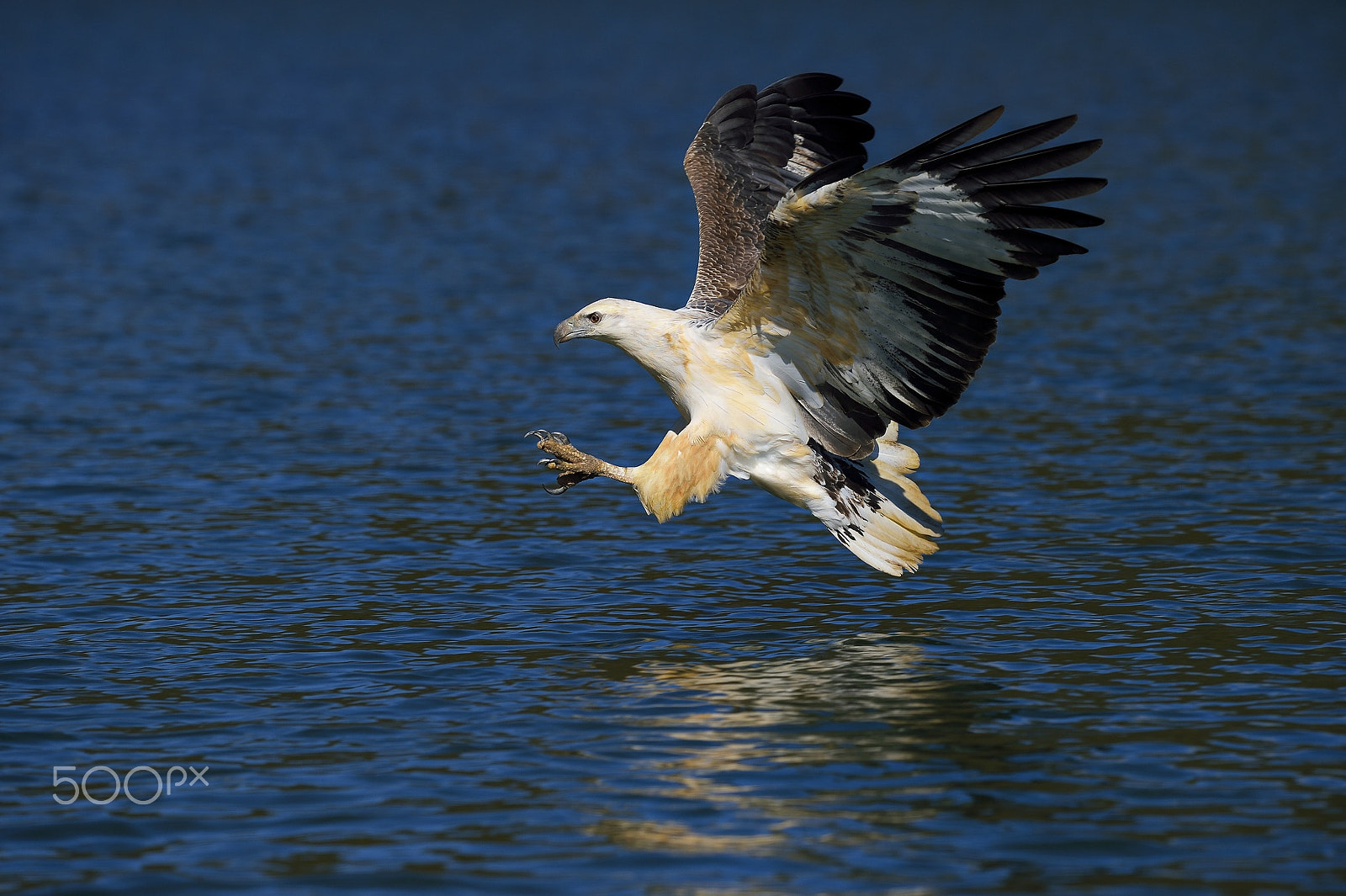 Nikon D4S sample photo. White-bellied sea-eagle photography