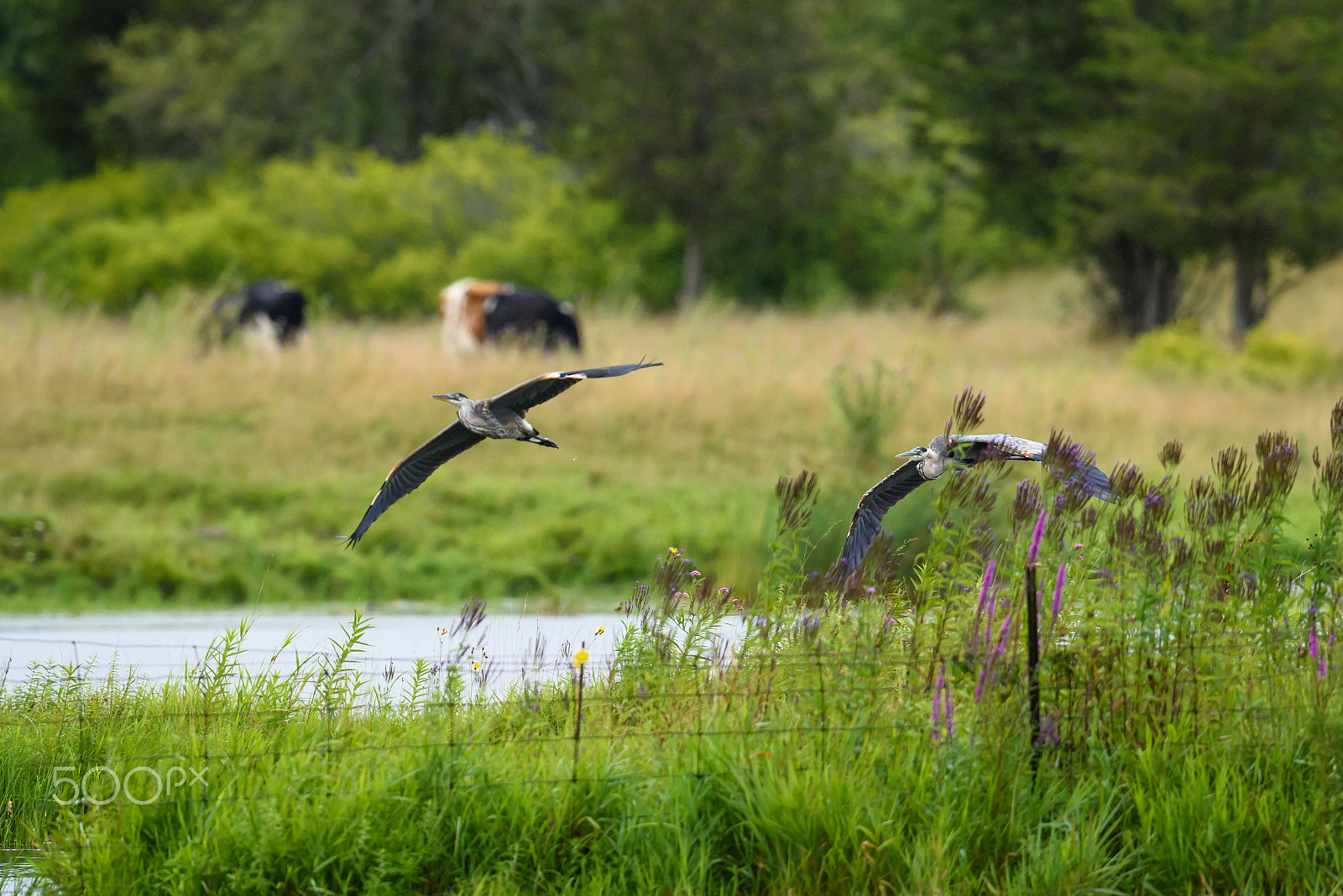 Nikon D810 + Nikon AF-S Nikkor 500mm F4G ED VR sample photo. Great blue herons on the move at the pond photography