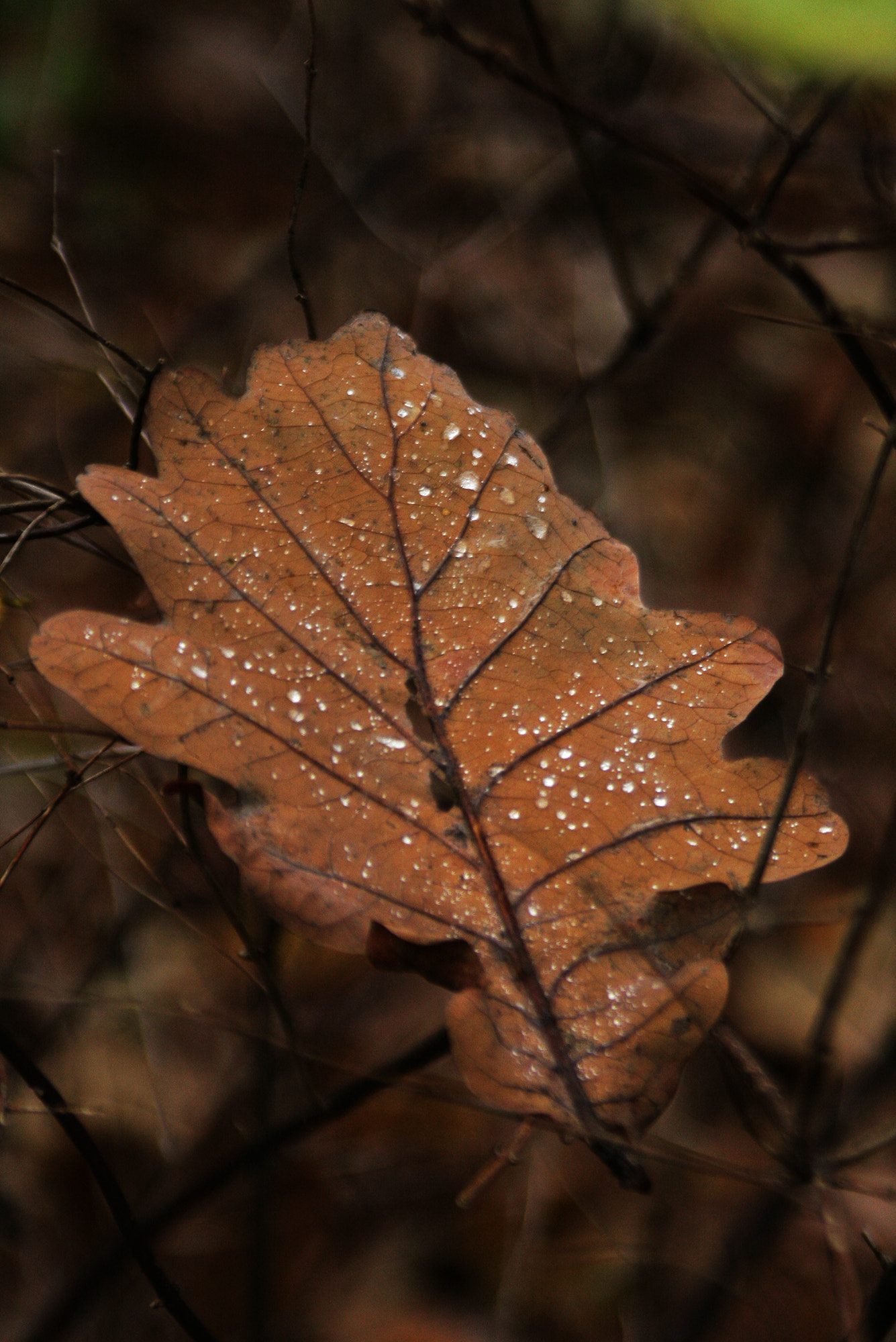 Tamron AF 28-200mm F3.8-5.6 XR Di Aspherical (IF) Macro sample photo. Drops photography