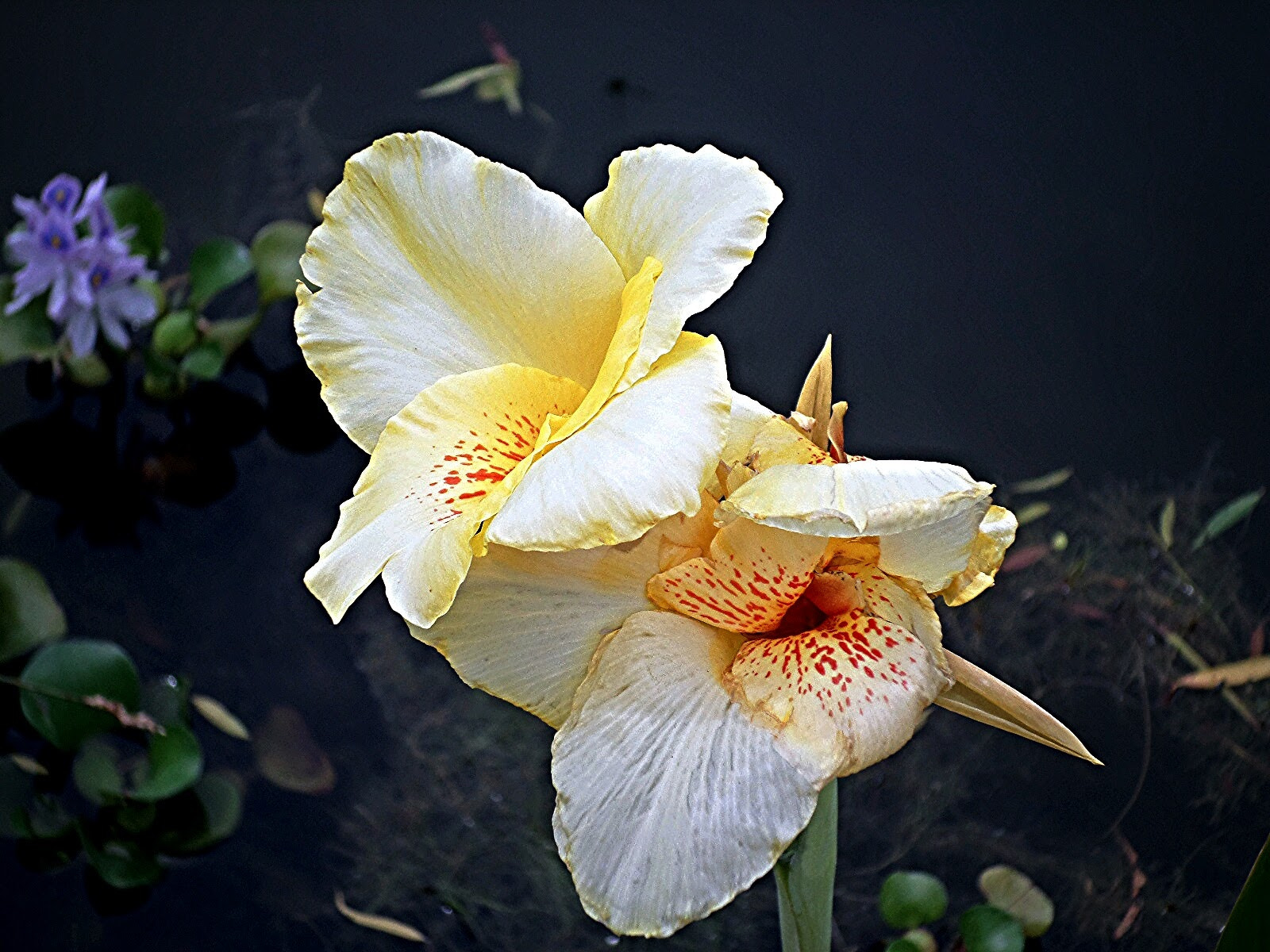 Samsung ST150F/ST151F/ST152F sample photo. Flower photography