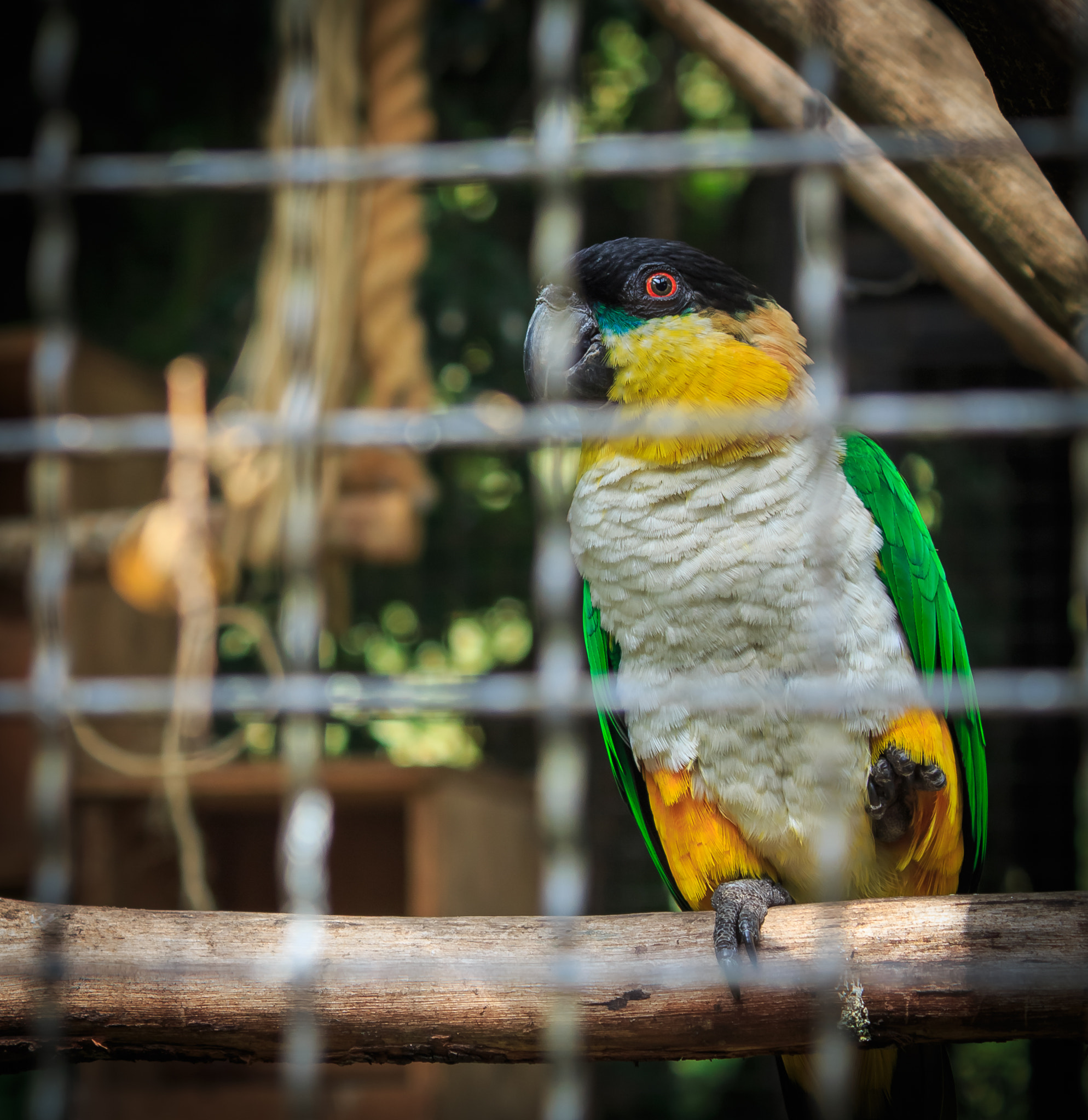 Canon EOS 650D (EOS Rebel T4i / EOS Kiss X6i) sample photo. Caged parrot photography