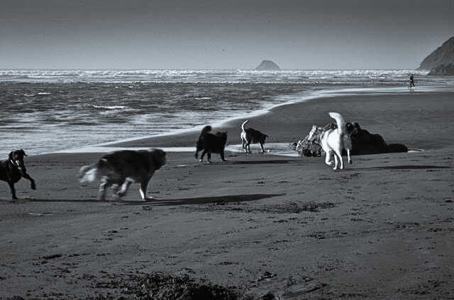 Nikon D7200 sample photo. Dog beach photography