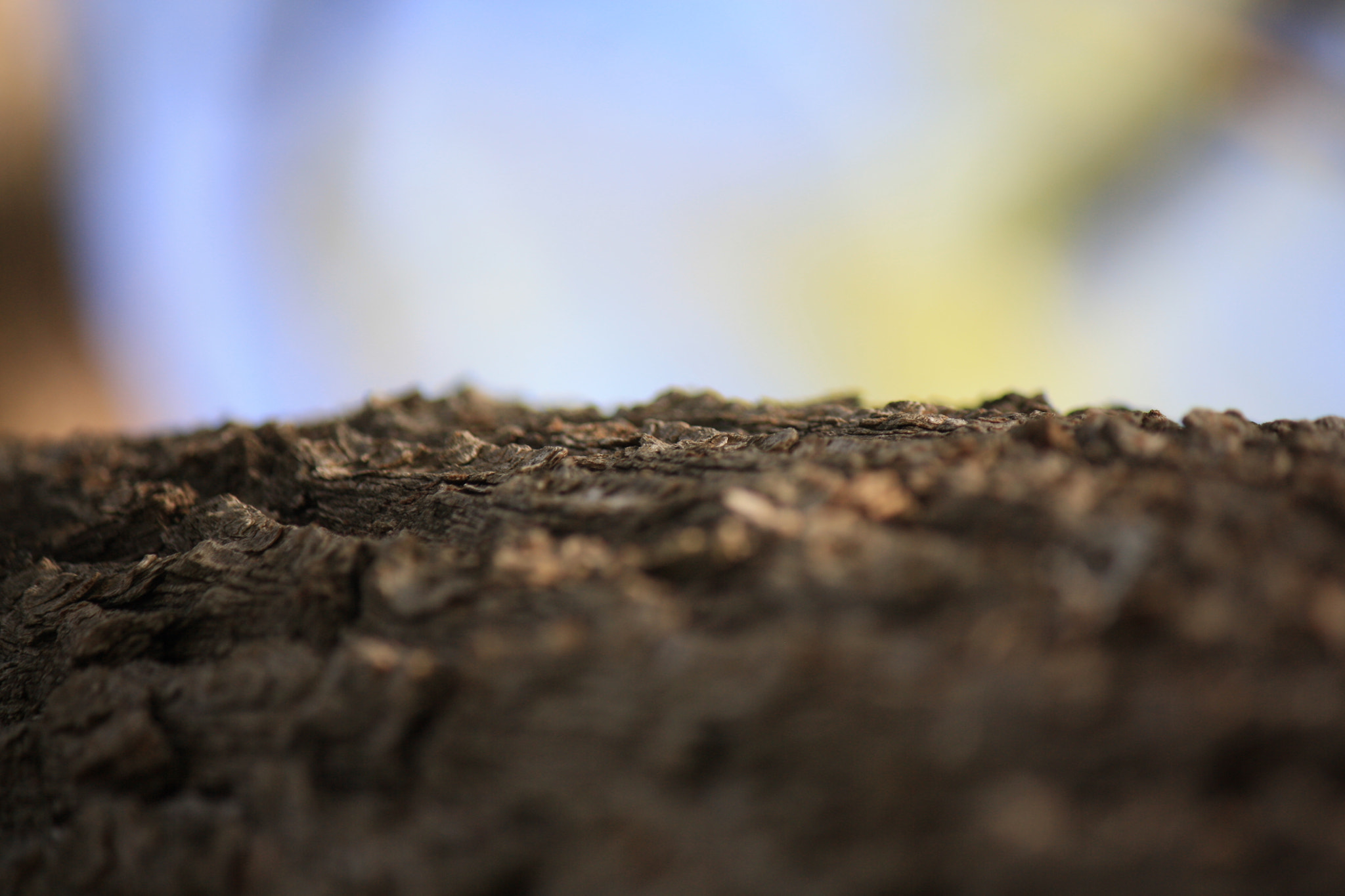 Canon EF-S 55-250mm F4-5.6 IS sample photo