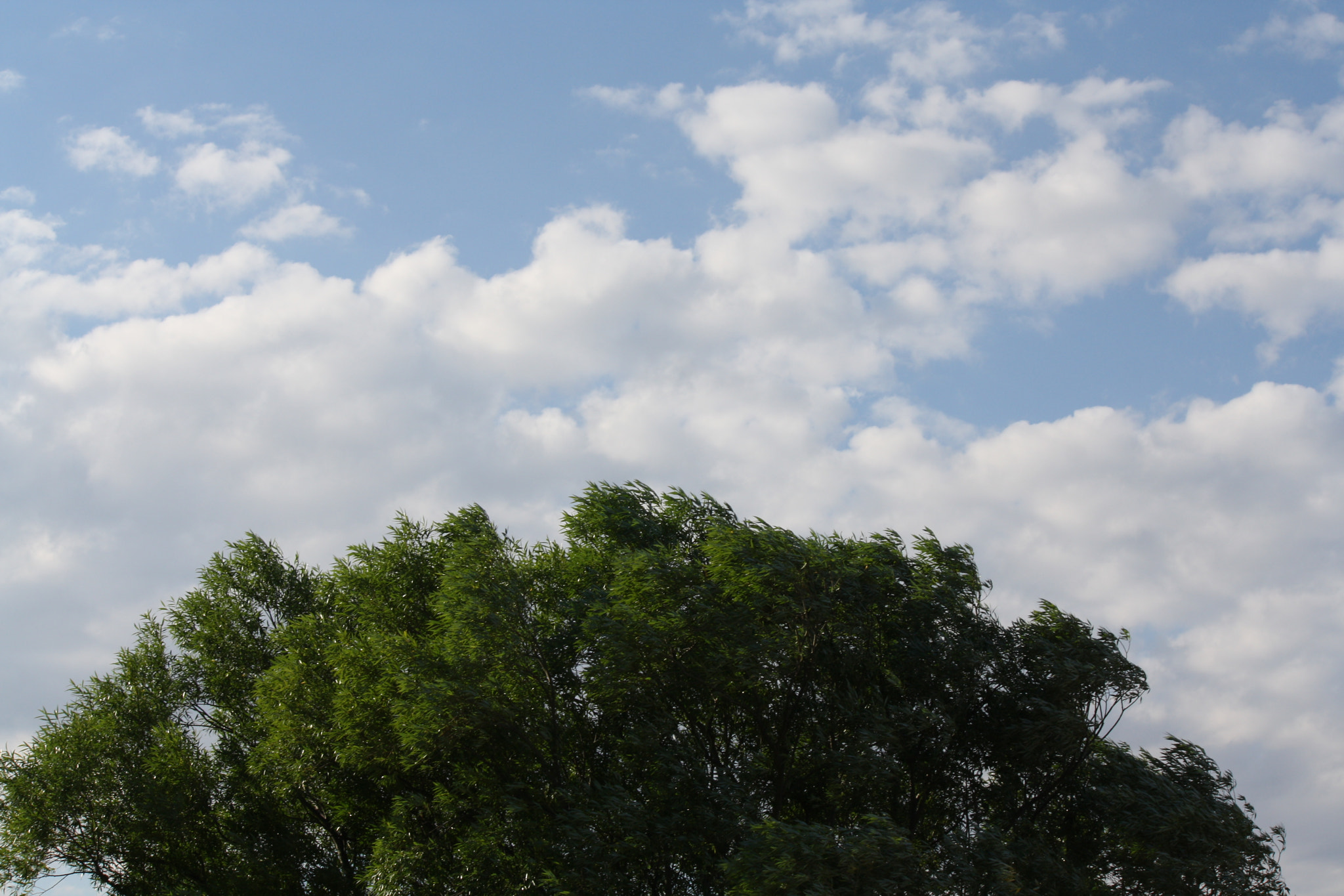 Canon EF-S 55-250mm F4-5.6 IS sample photo