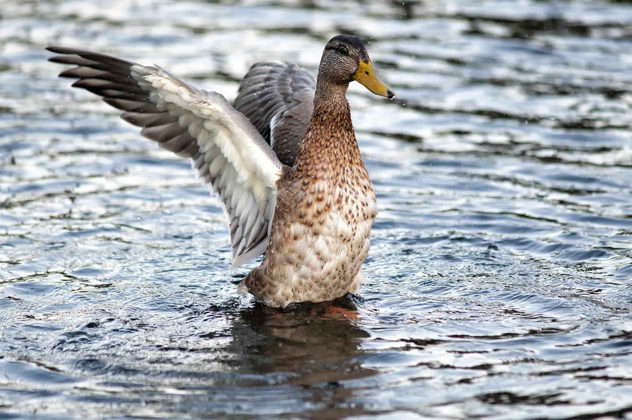 Nikon D700 + AF Nikkor 300mm f/4 IF-ED sample photo. Duck photography