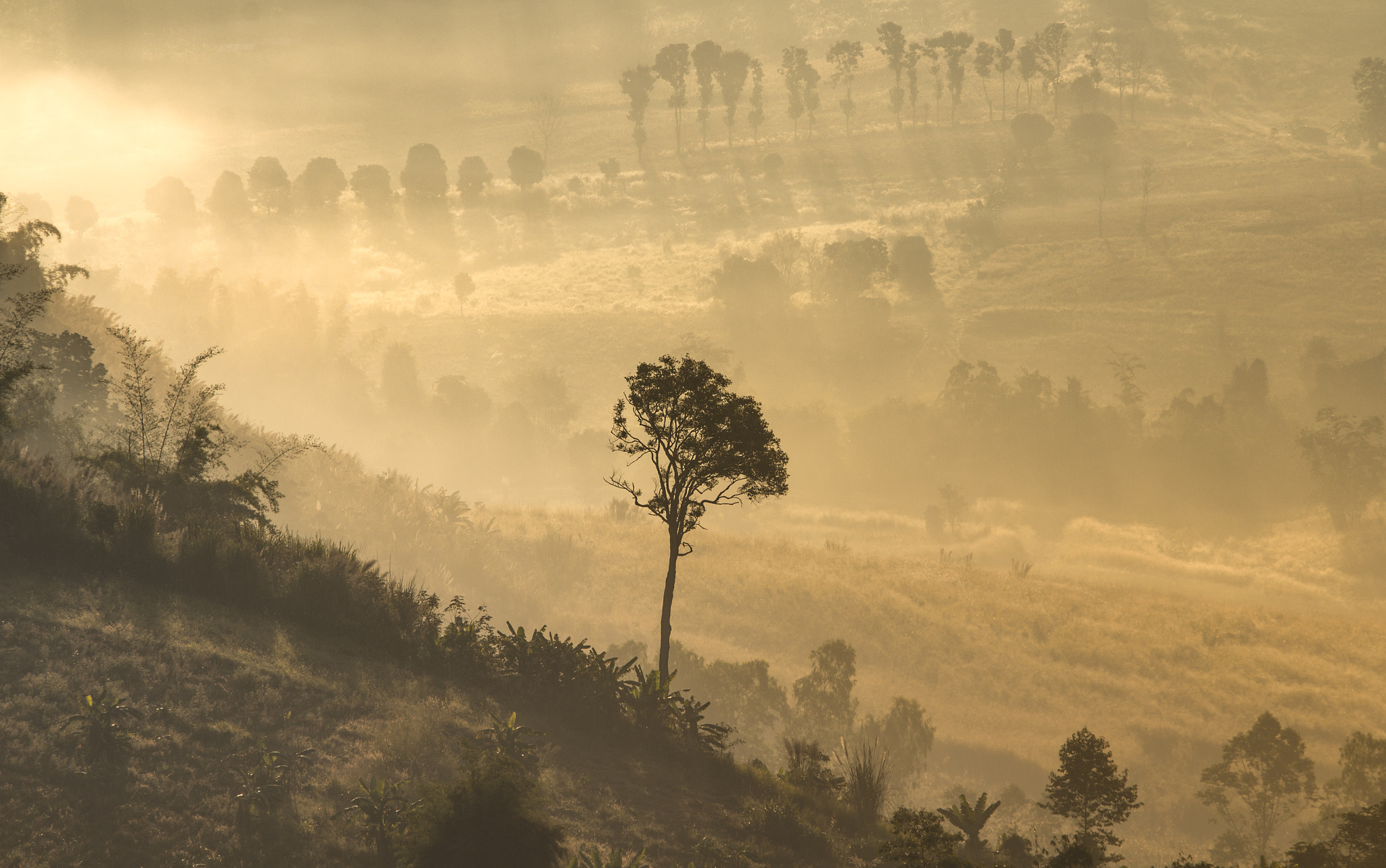 Canon EOS 60D + Canon EF 70-200mm F4L IS USM sample photo. A big tree stand alone among small tree photography