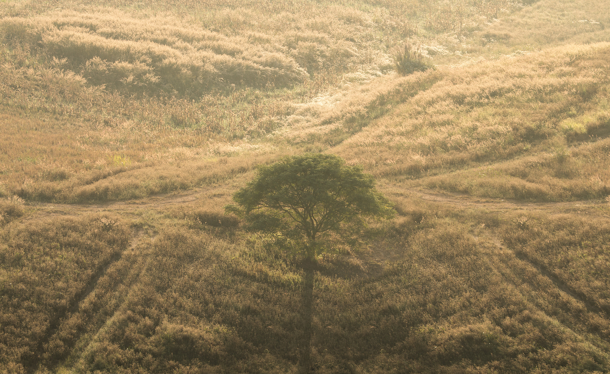 Canon EOS 60D sample photo. A big tree stand alone in the grassland. photography