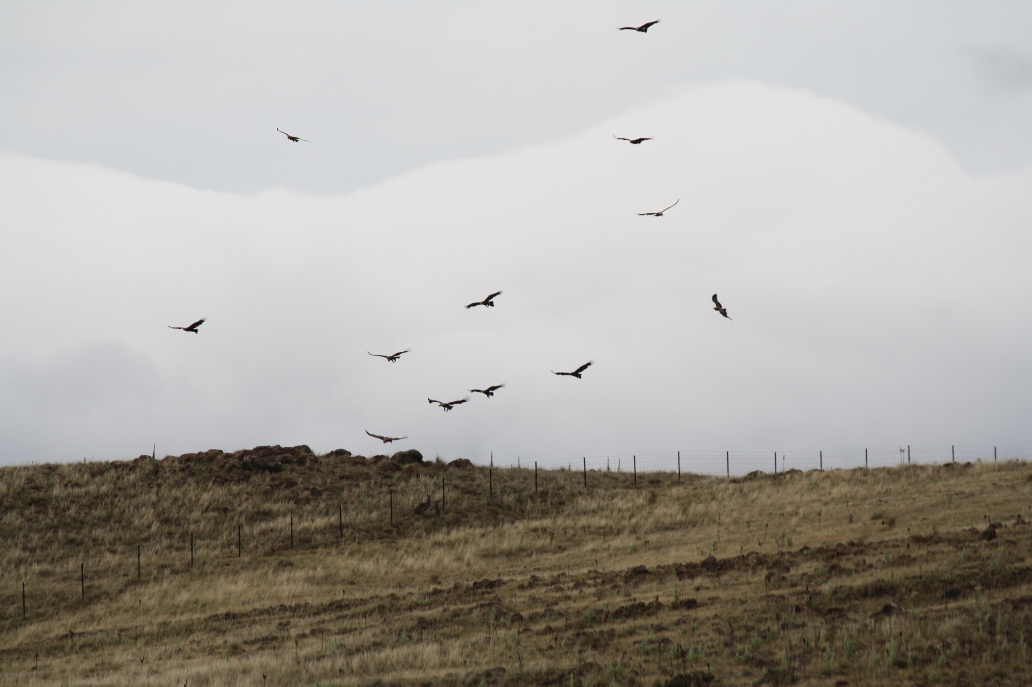 Canon EF-S 55-250mm F4-5.6 IS sample photo. Eagles photography