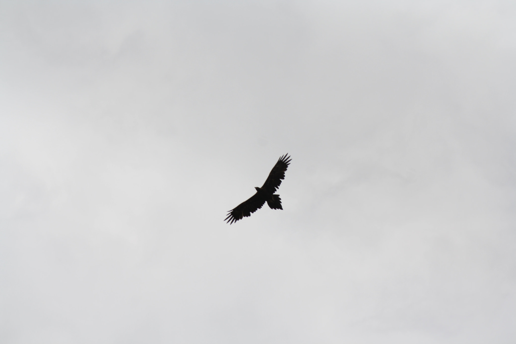 Canon EF-S 55-250mm F4-5.6 IS sample photo