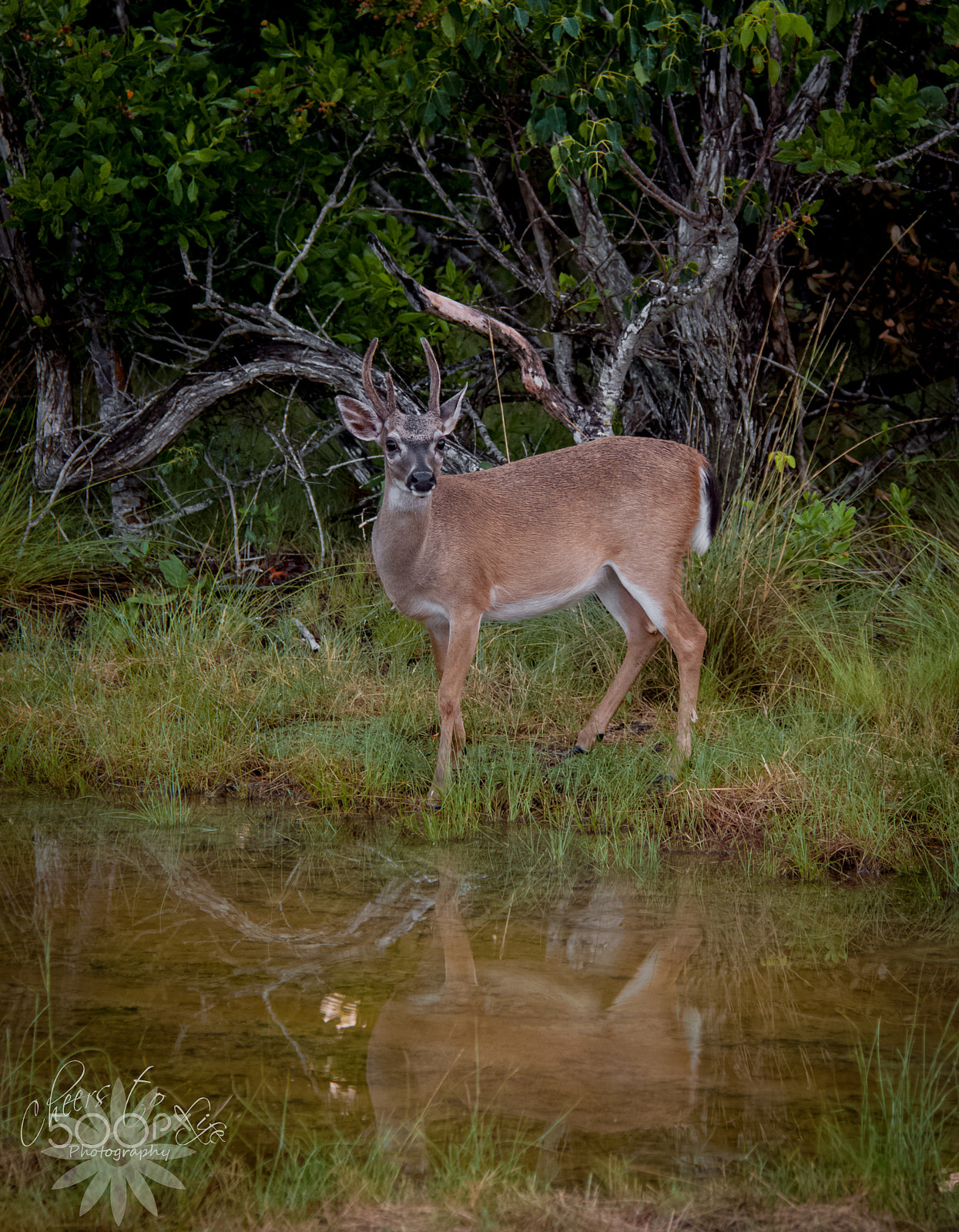 Canon EOS 500D (EOS Rebel T1i / EOS Kiss X3) sample photo. Key deer love photography