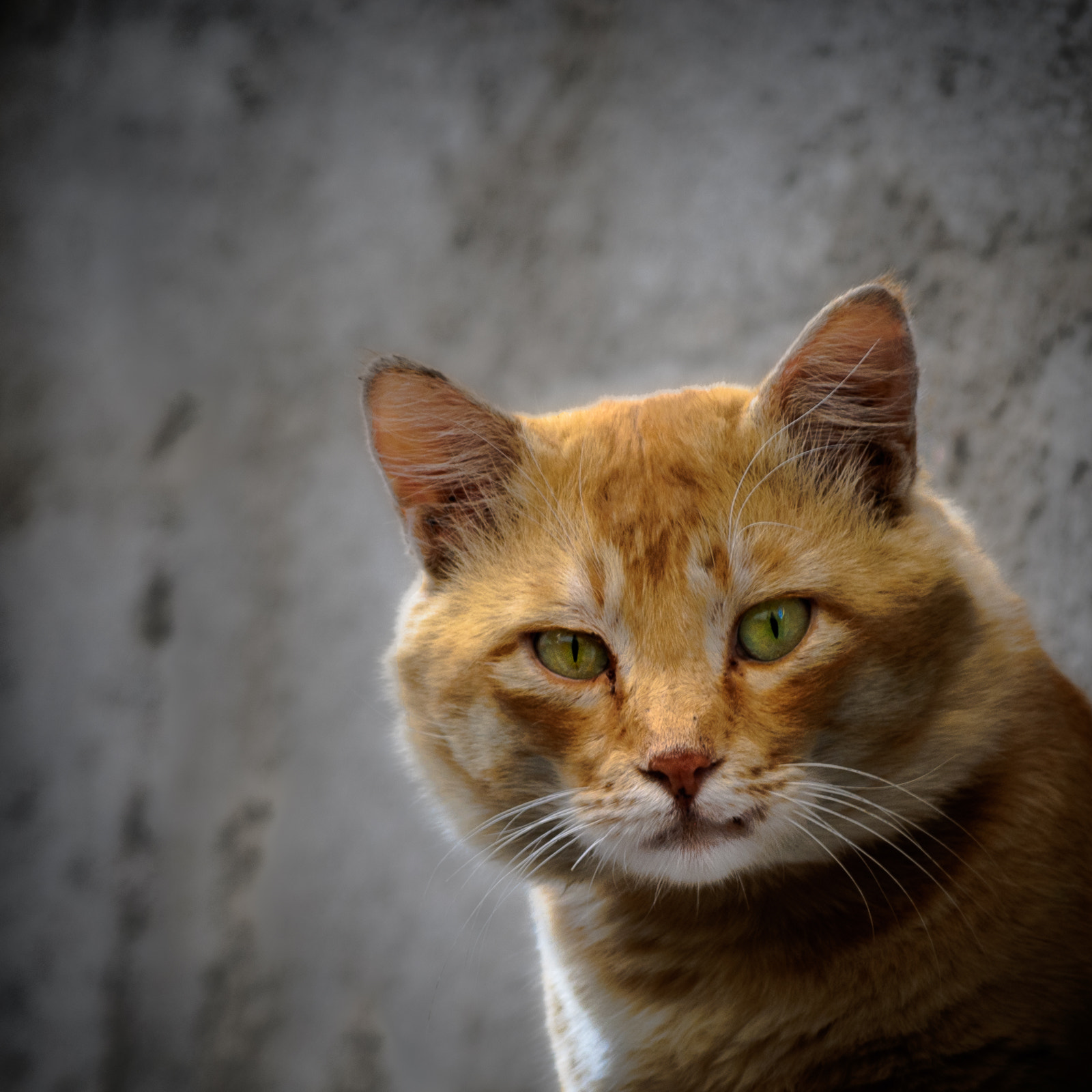 Nikon D40X sample photo. Portrait photography
