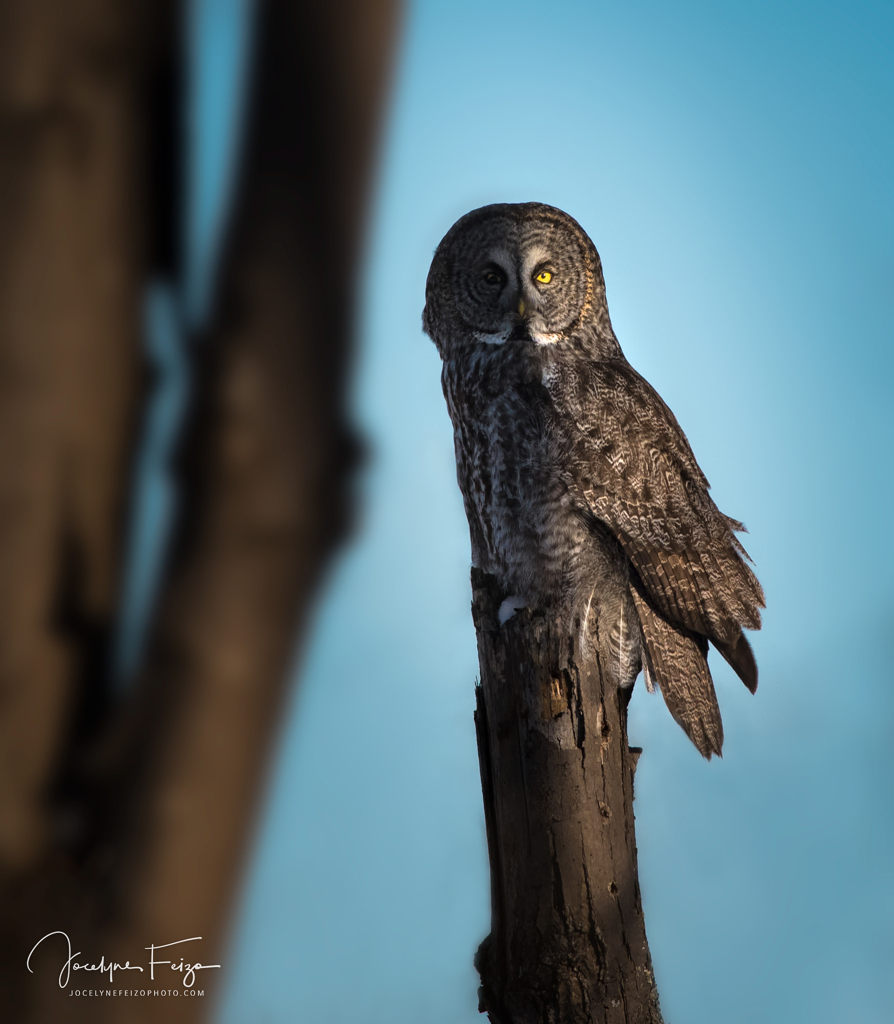 Nikon D750 + Nikon AF-S Nikkor 300mm F4D ED-IF sample photo. Gray owl photography