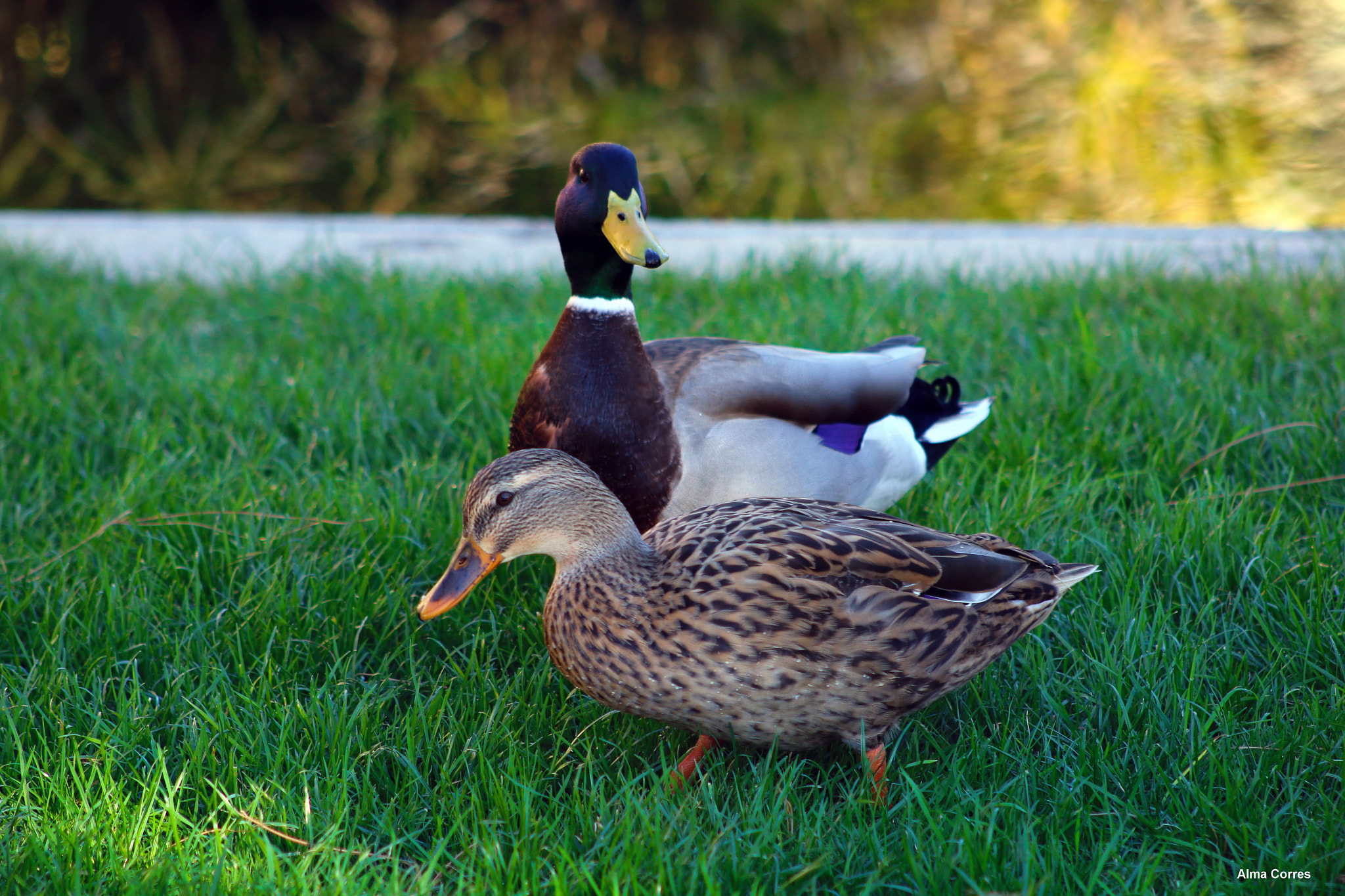 Canon EF 75-300mm f/4-5.6 USM sample photo. Are you looking at me ? photography