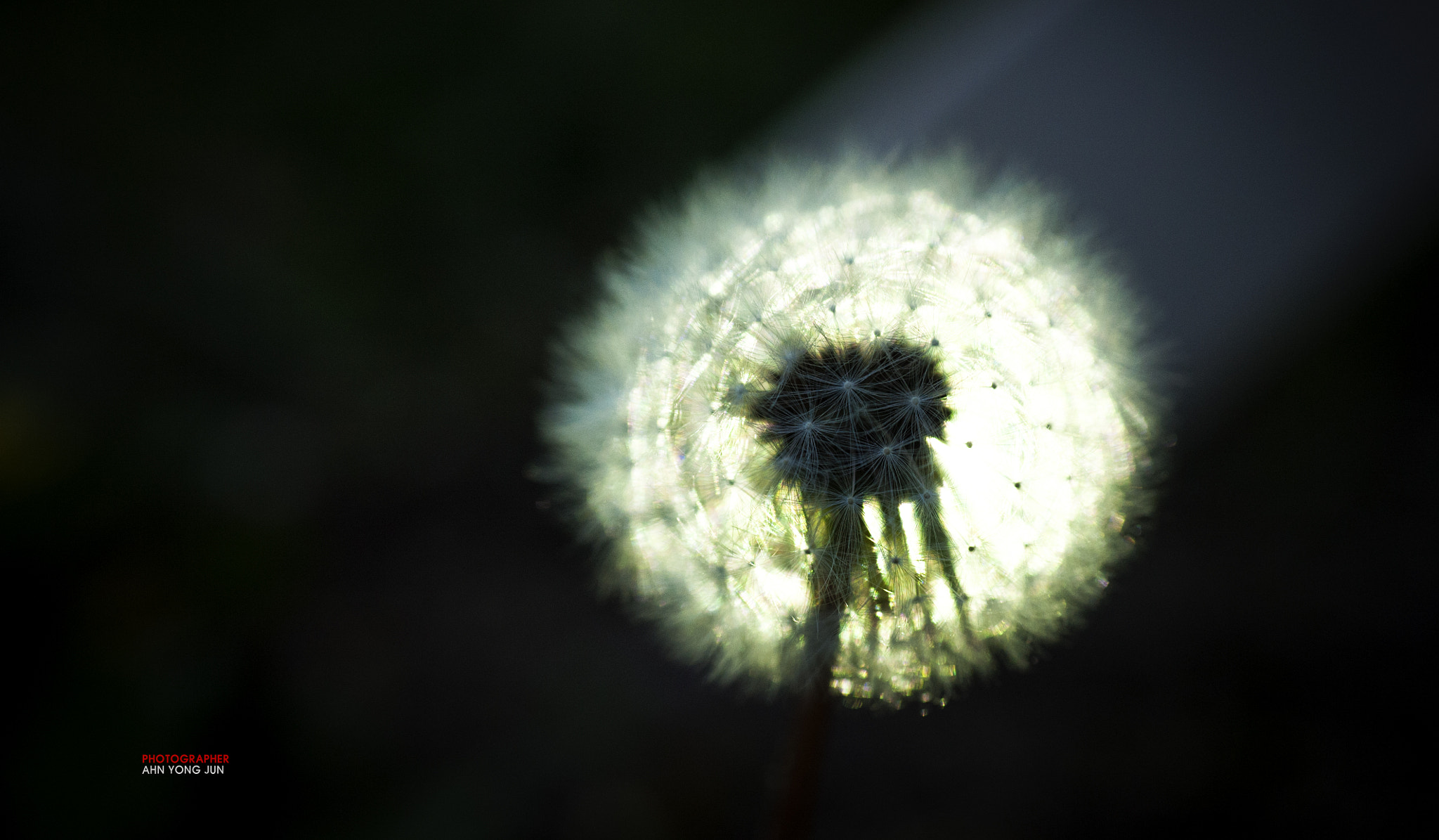 Nikon D3 sample photo. Dandelion with lights photography