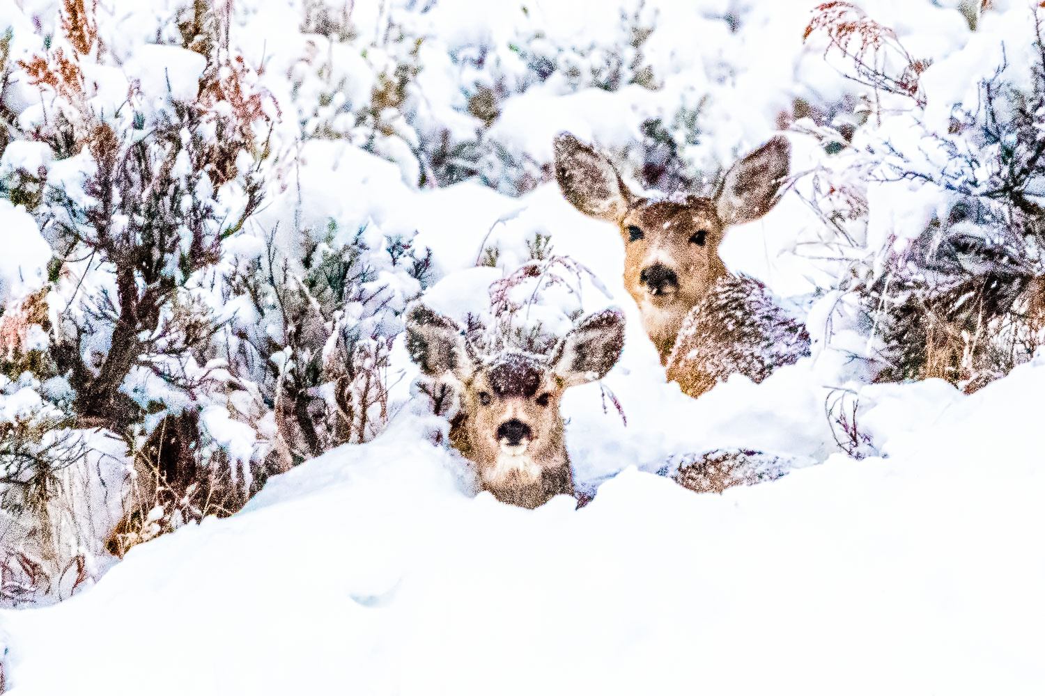 Nikon D5 sample photo. Baby it's cold outside photography
