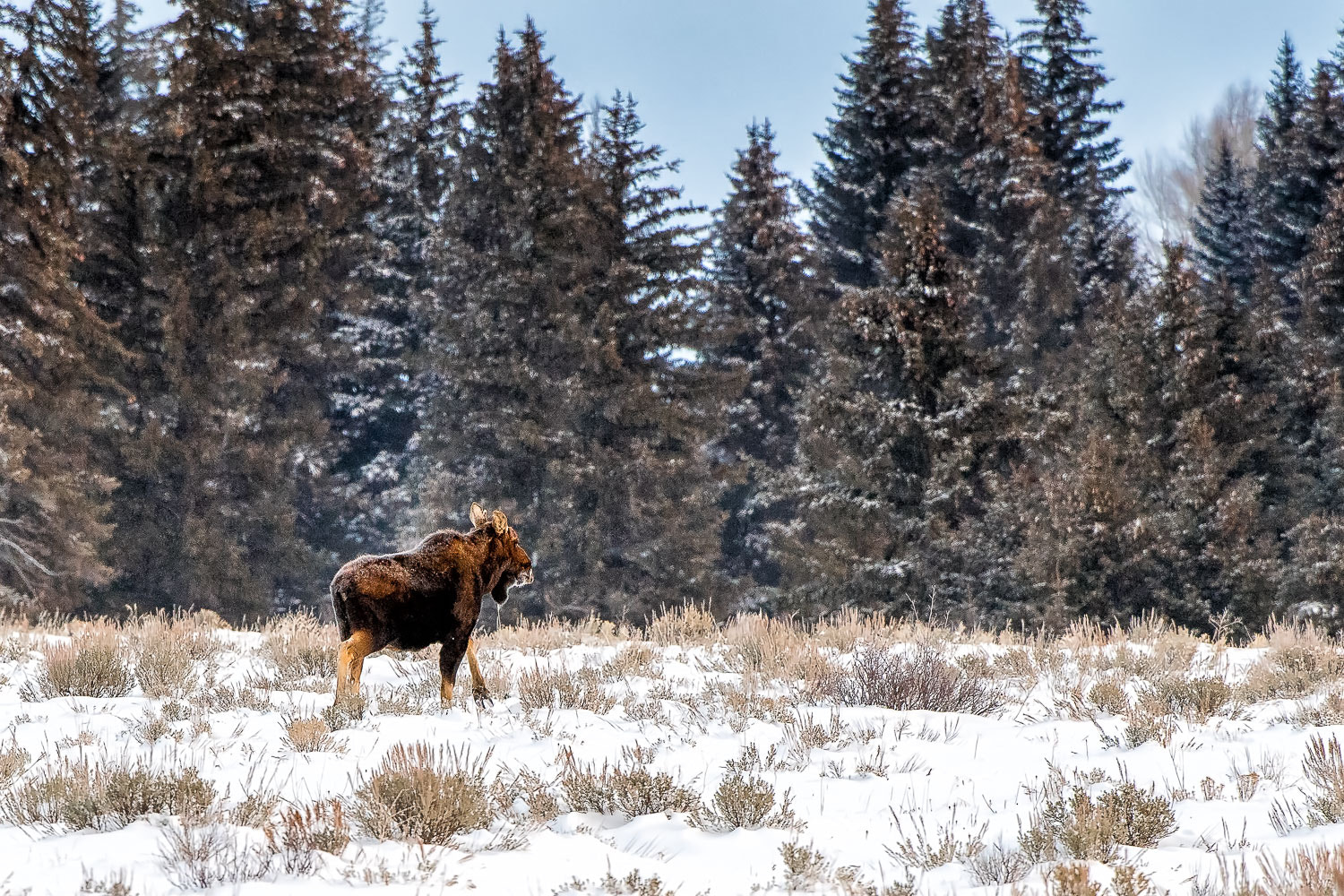Nikon D5 sample photo. Moose tracks photography