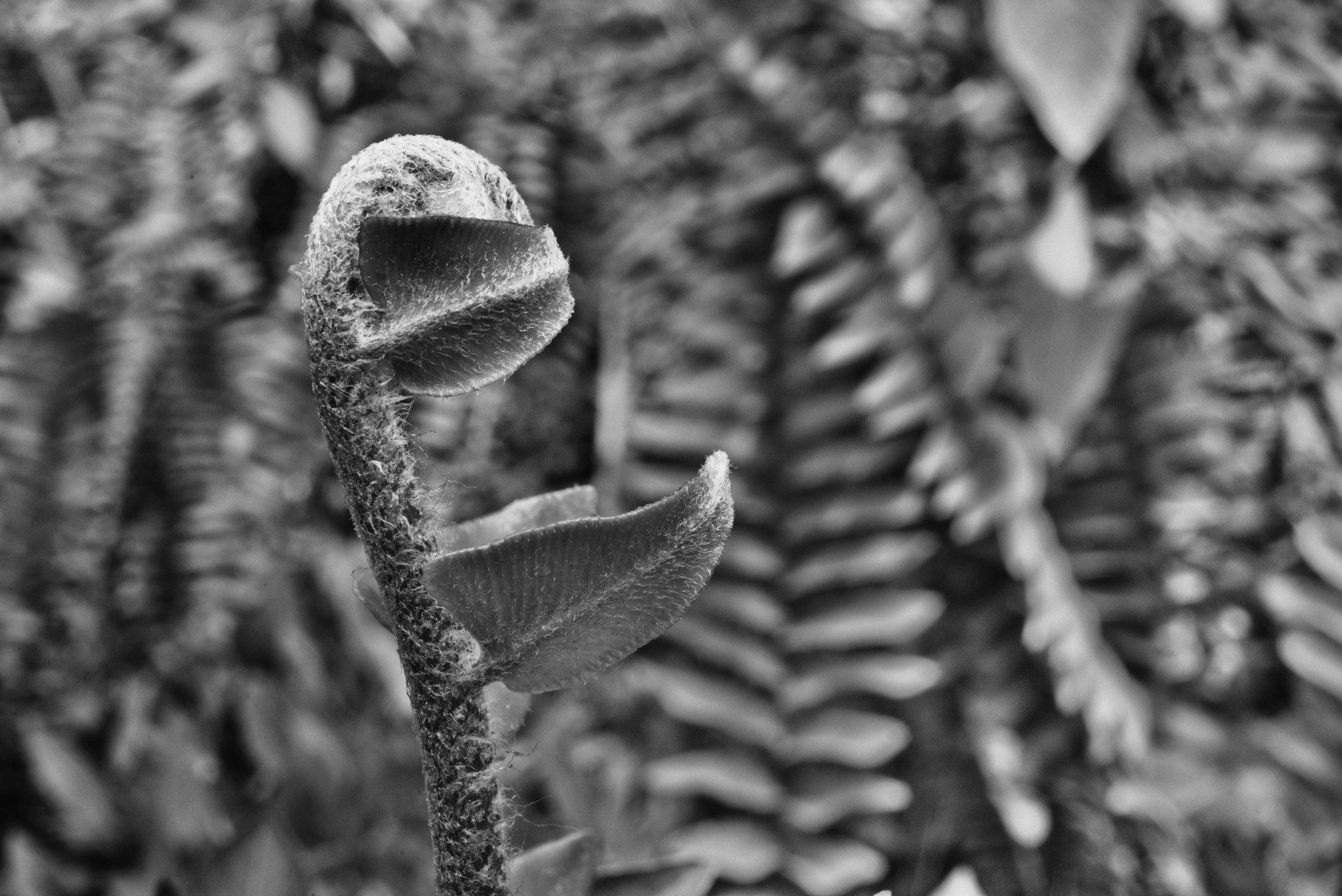 Nikon D750 + Nikon AF Nikkor 35mm F2D sample photo. Fern shoot photography