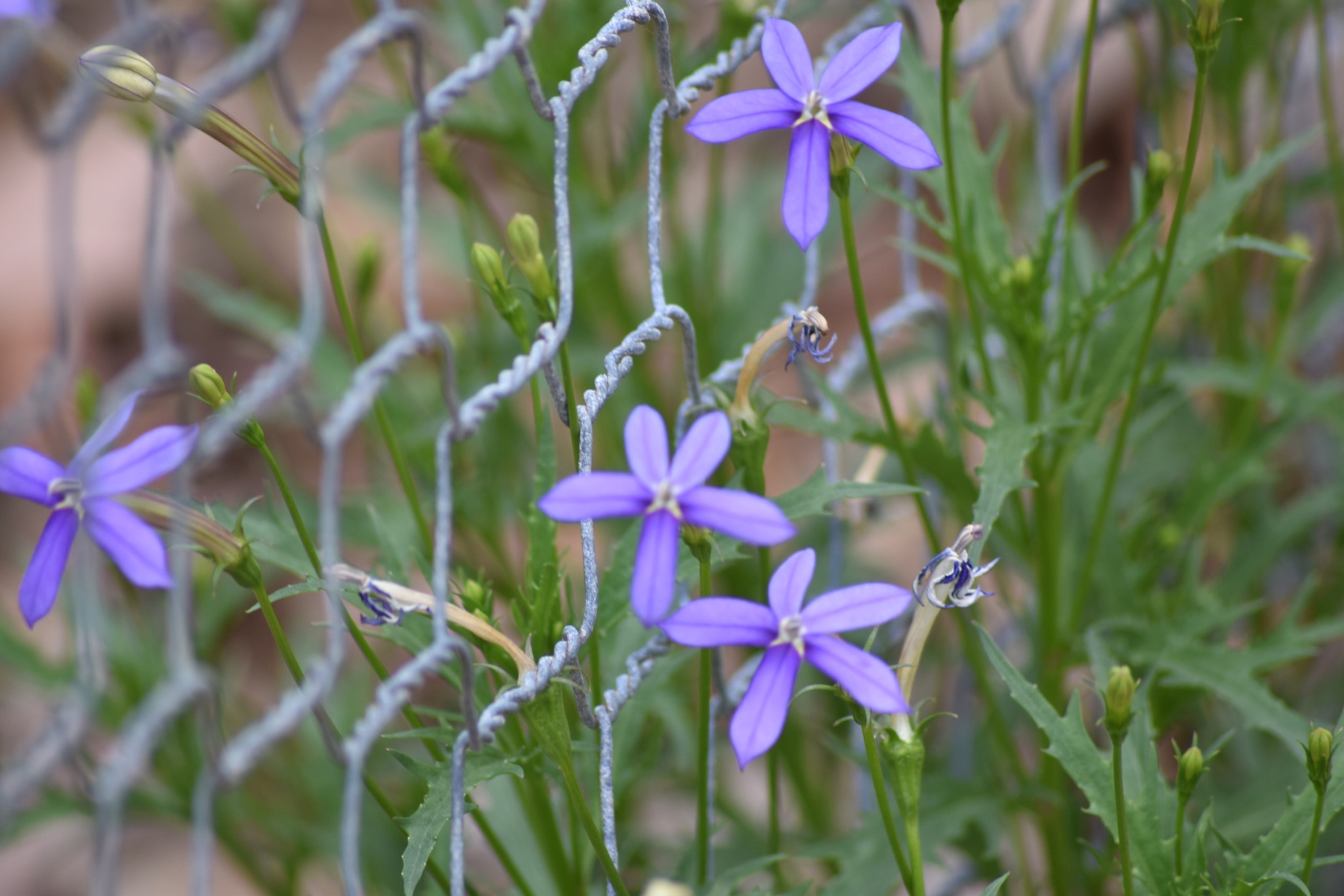 Sigma 70-300mm F4-5.6 APO DG Macro sample photo. Through the fence photography