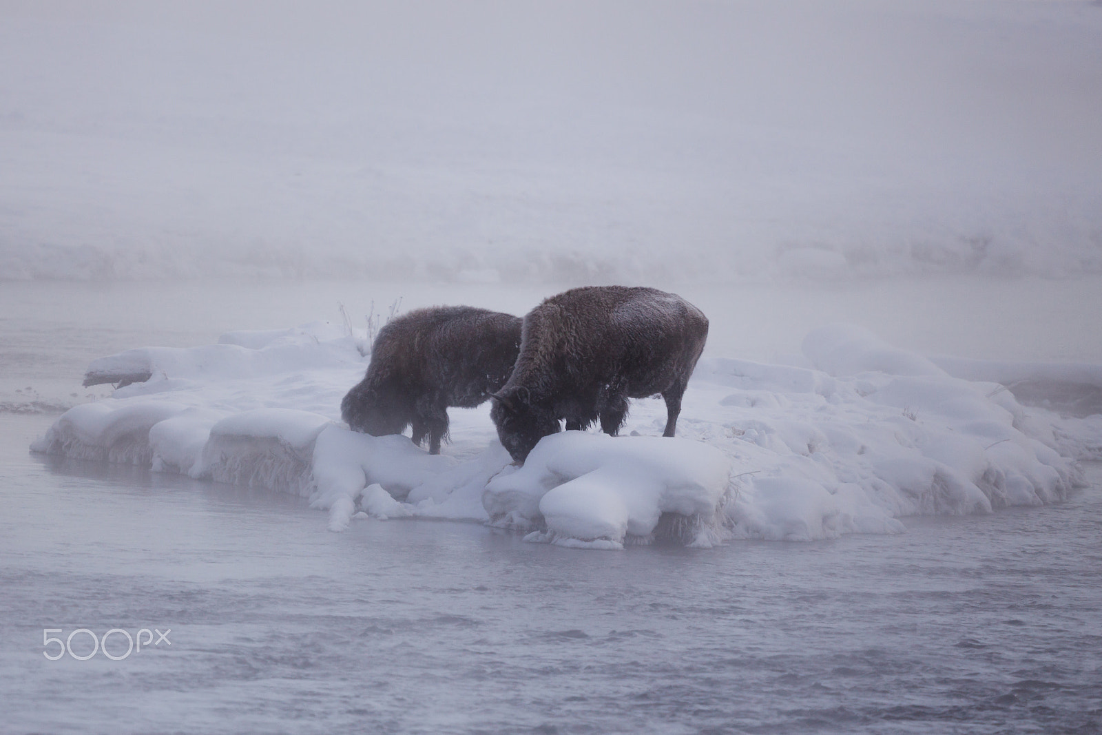 Canon EF 400mm F4 DO IS II USM sample photo. Bisons photography