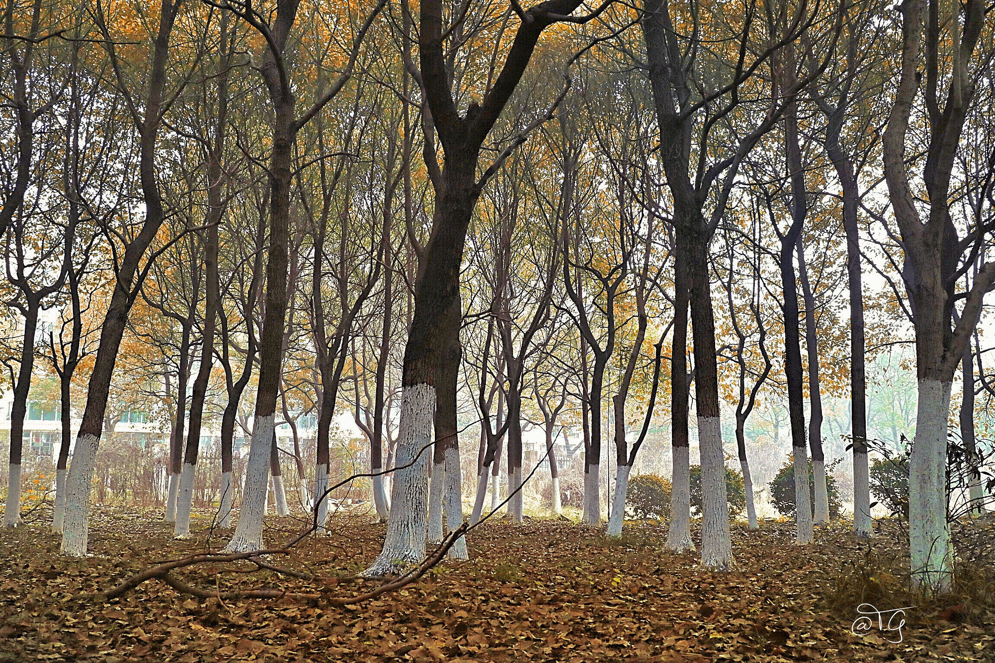 Canon EOS M3 + Canon EF-M 22mm F2 STM sample photo. Foggy forest photography