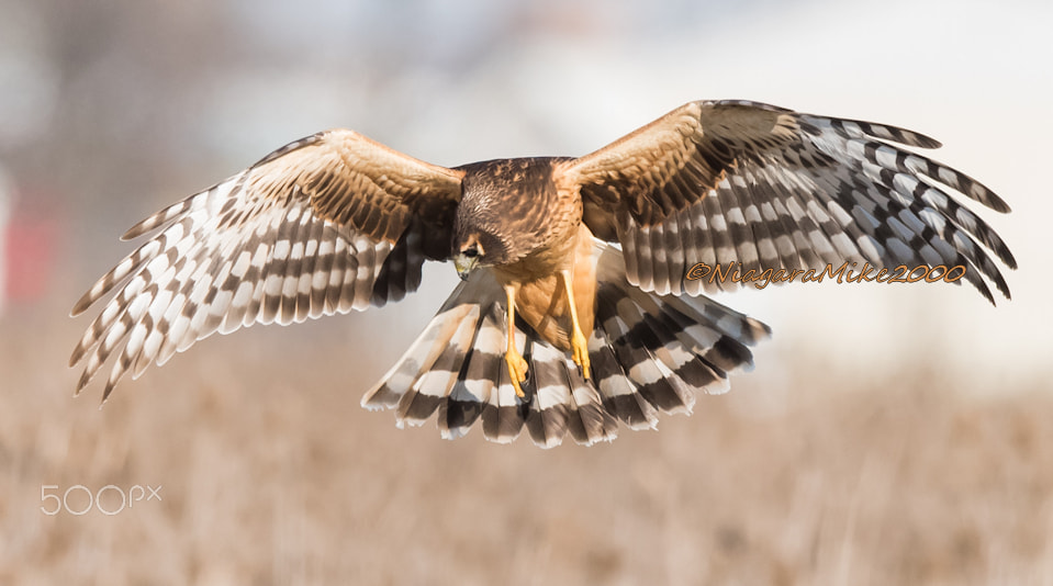 Nikon AF-S Nikkor 400mm F2.8E FL ED VR sample photo. Northern harrier hawk photography