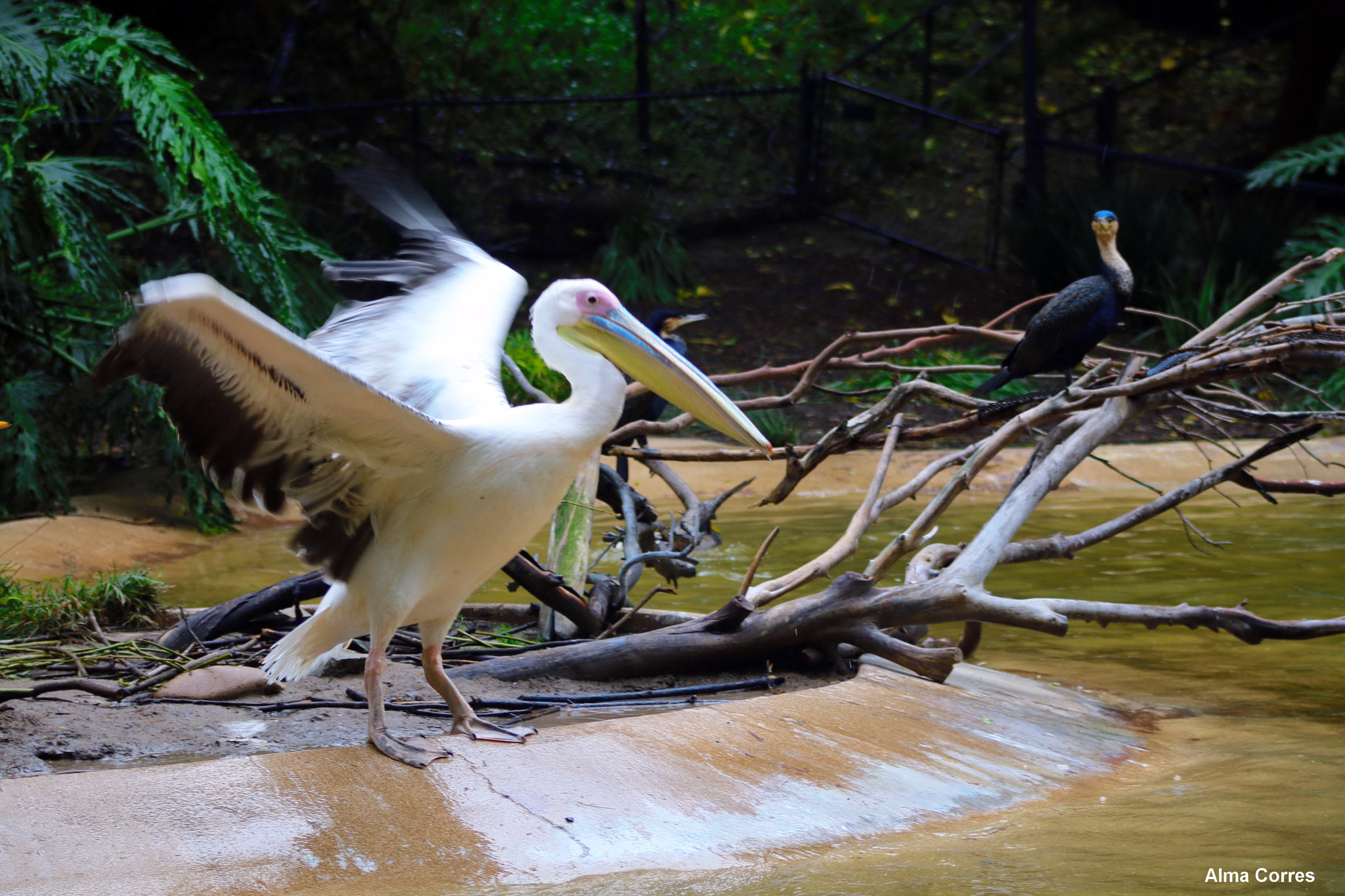 Canon EF 75-300mm f/4-5.6 USM sample photo. The great white pelican photography