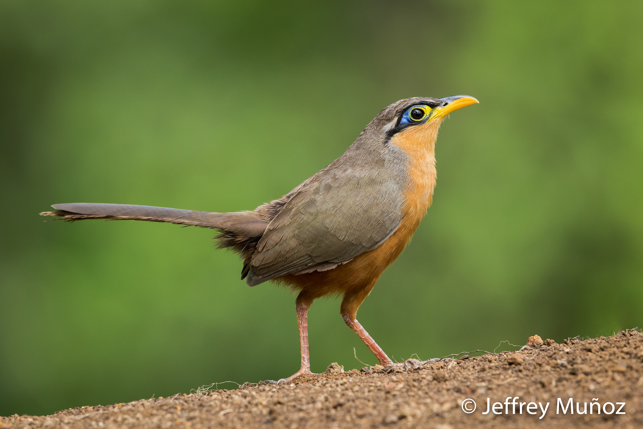 Canon EF 500mm F4L IS II USM sample photo. Lesser-ground cuckoo photography