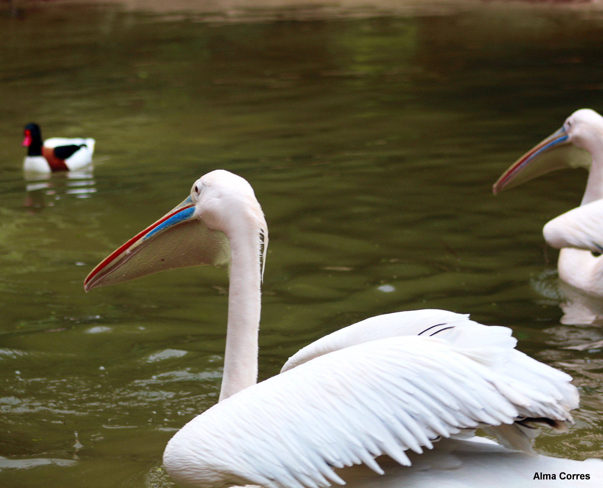 Canon EF 75-300mm f/4-5.6 USM sample photo. Pelecanus onocrotalus photography