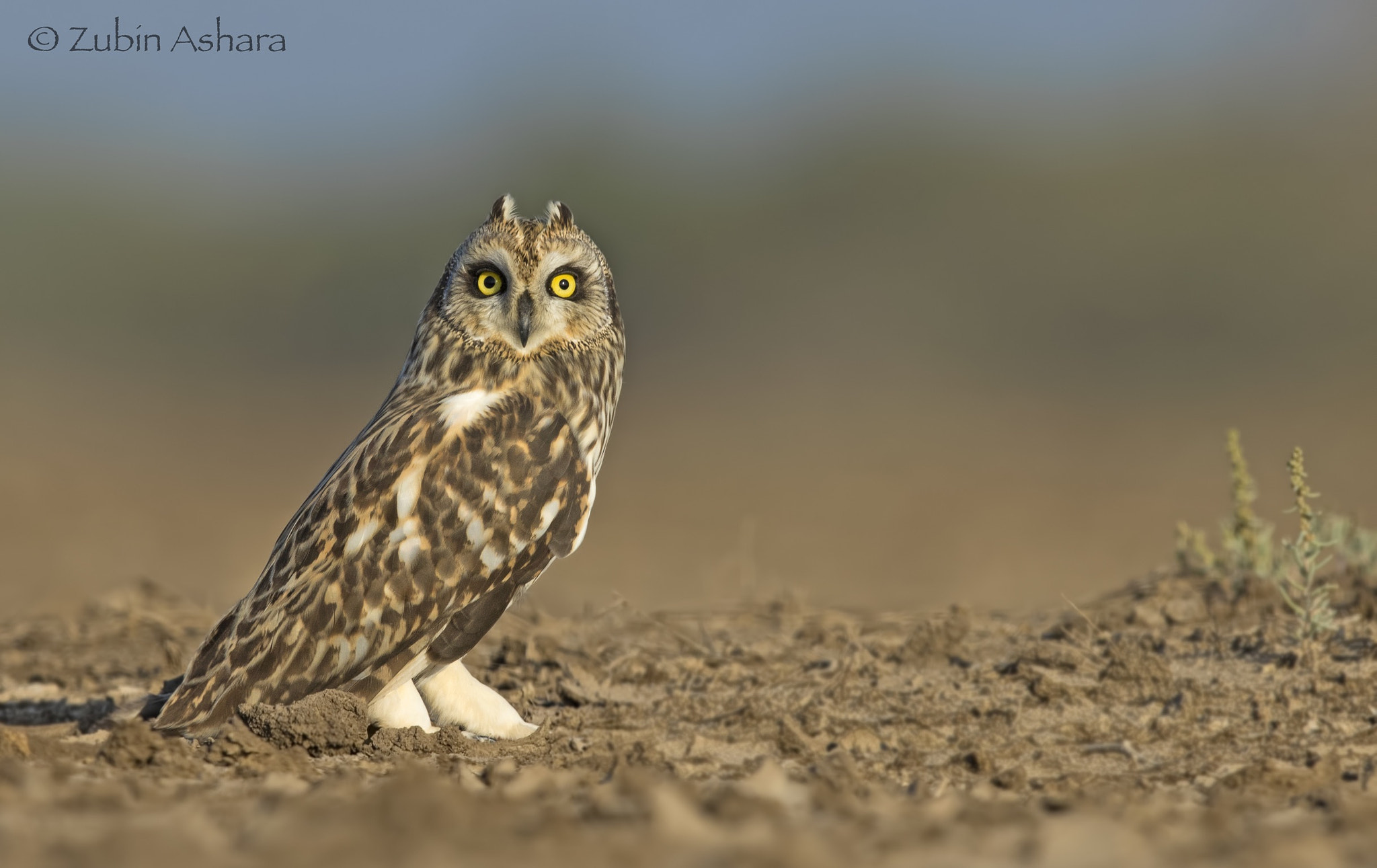 Canon EF 600mm F4L IS II USM sample photo. Short-eared owl photography