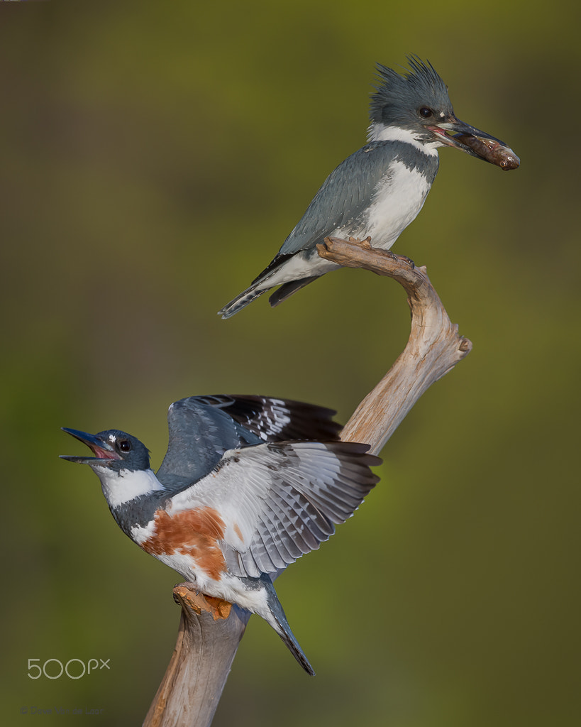 Nikon D3S + Nikon AF-S Nikkor 600mm F4G ED VR sample photo. Belted kingfishers photography