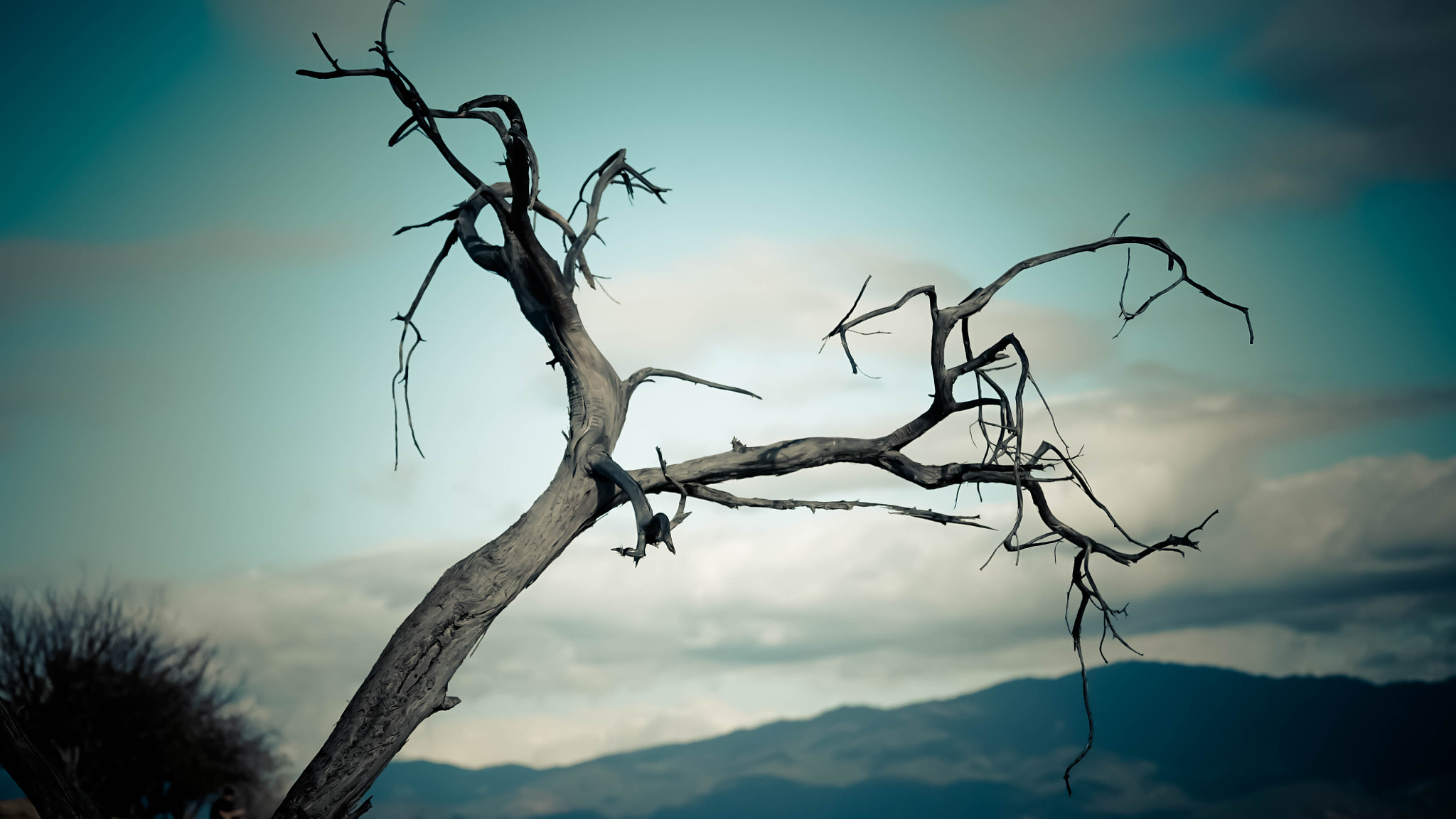Sony a7S II + Sony FE 70-200mm F4 G OSS sample photo. Arbol photography