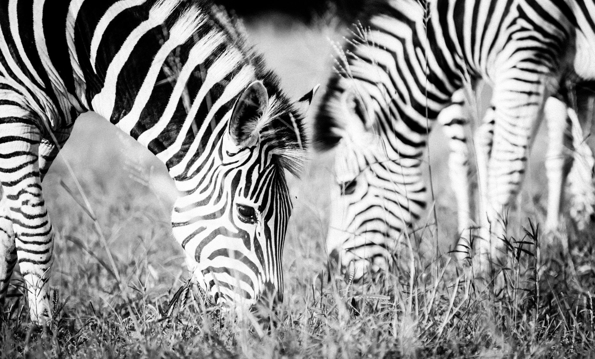 Nikon D600 sample photo. B&w and w&b photography