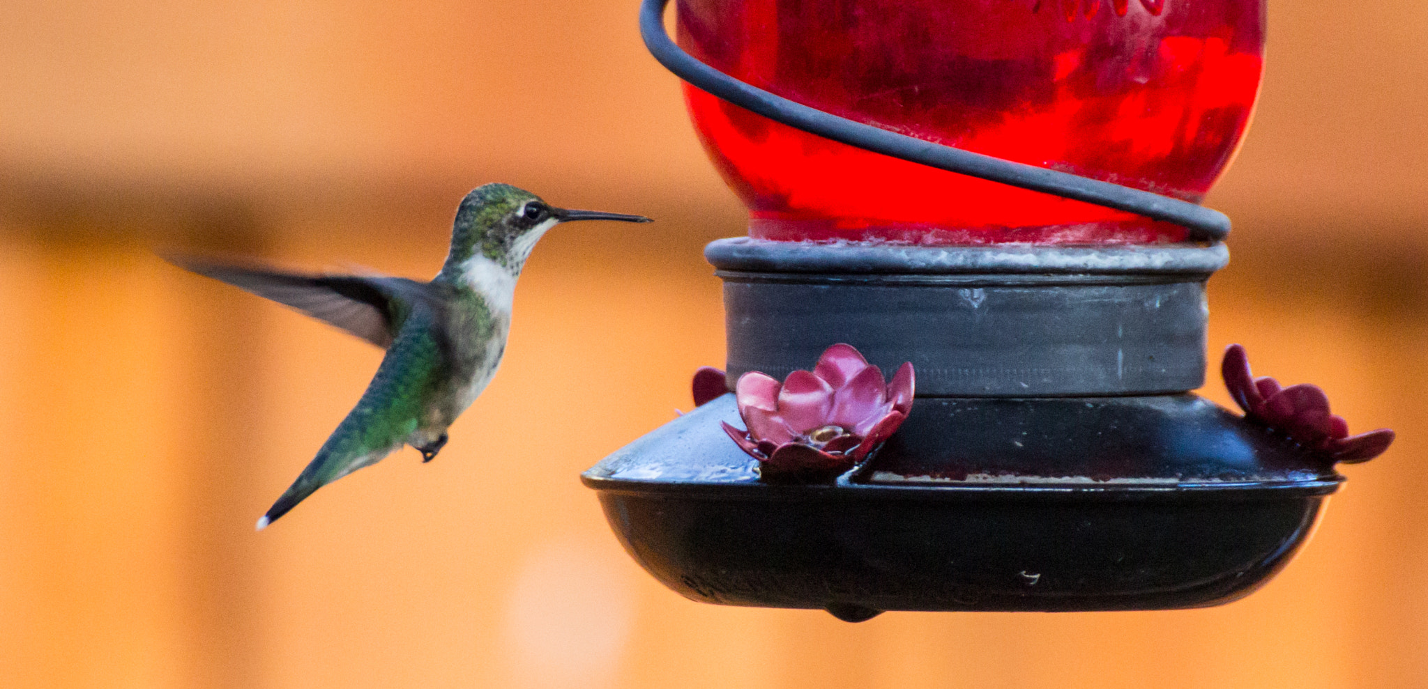 Canon EOS 60D sample photo. Humming bird photography