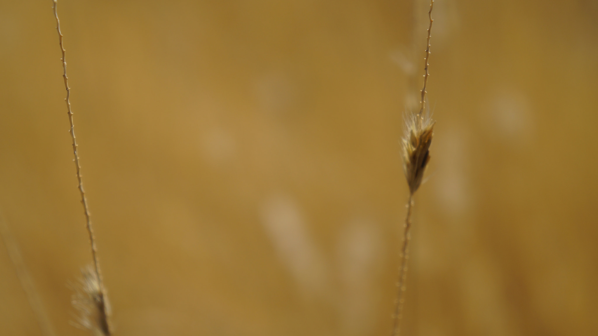 Sony E 18-55mm F3.5-5.6 OSS sample photo. Trigo photography