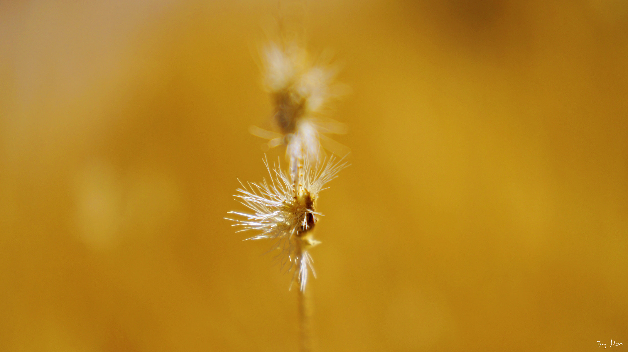 Sony E 18-55mm F3.5-5.6 OSS sample photo. Trigo photography