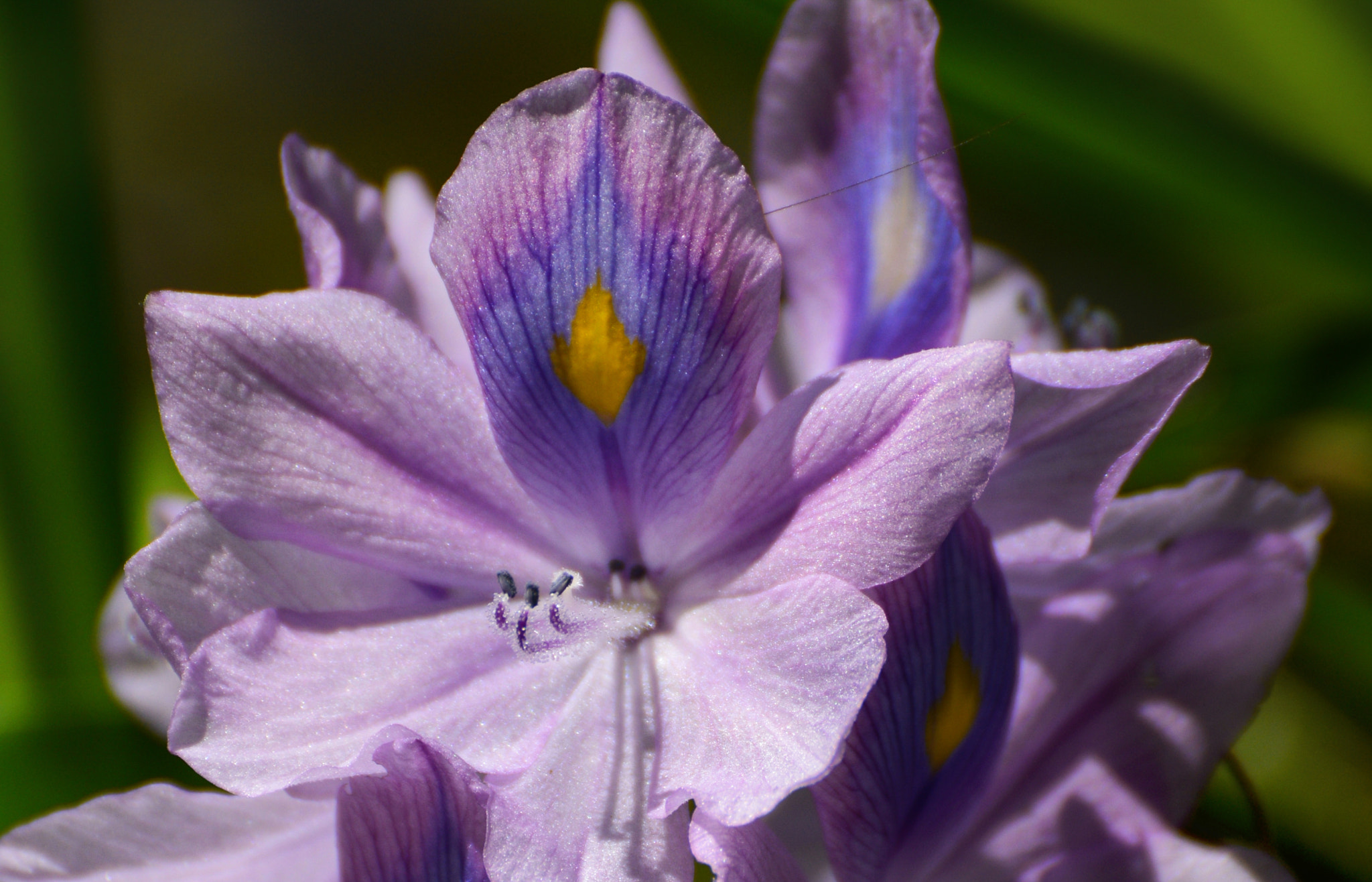 Sigma 18-200mm F3.5-6.3 DC OS HSM sample photo. Eichhornia crassipes photography