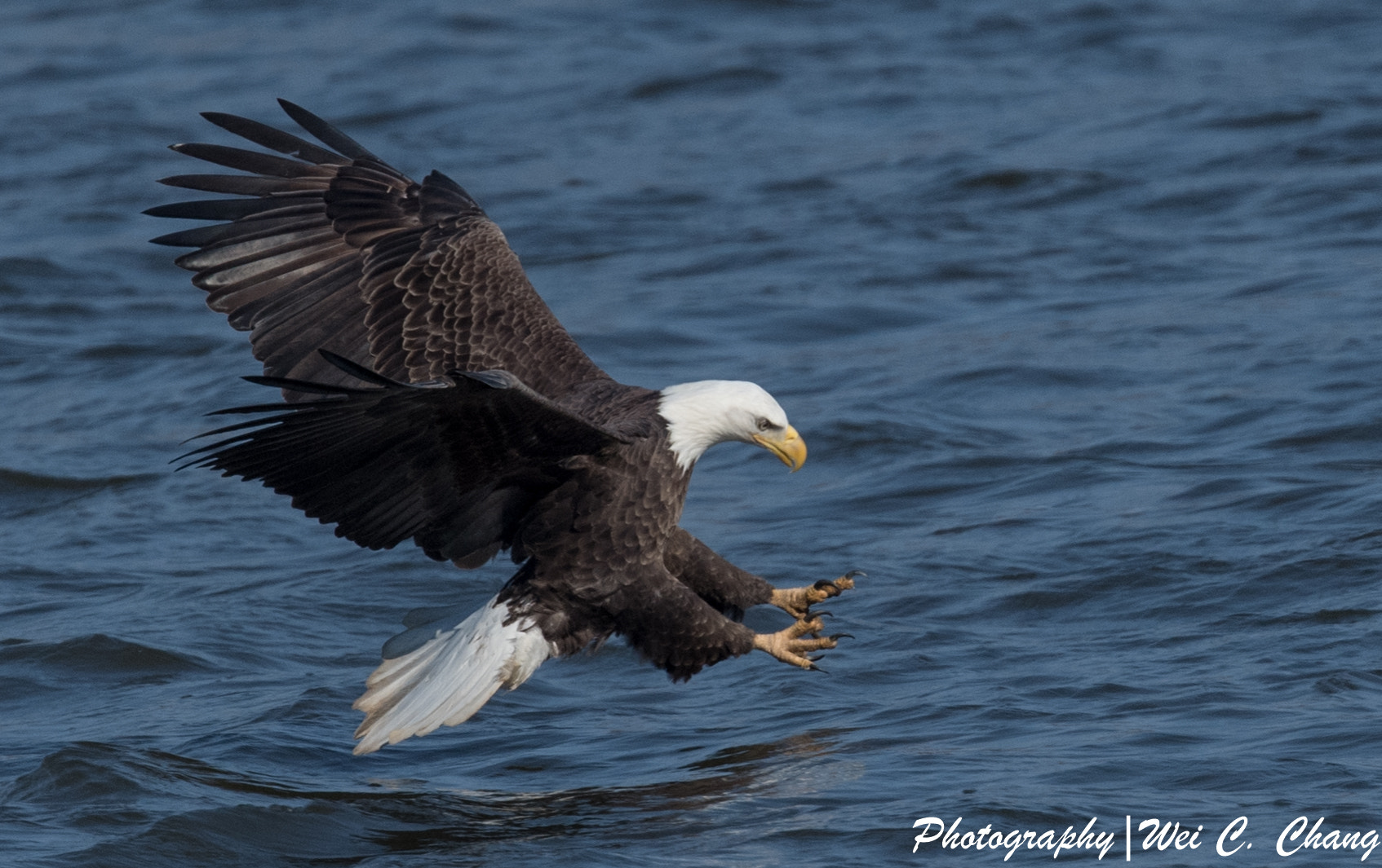 Nikon AF-S Nikkor 500mm F4E FL ED VR sample photo. Bald eagle photography