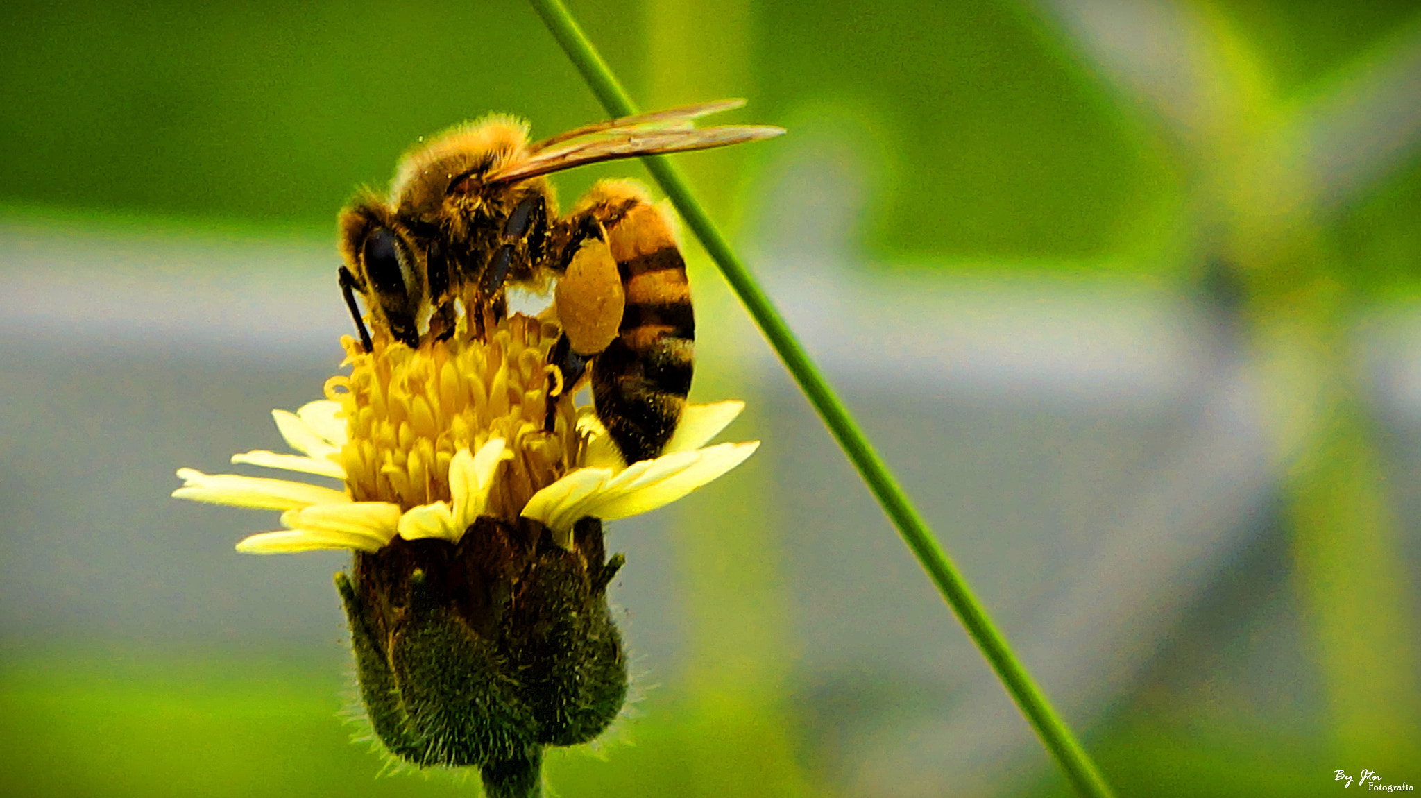 Sony E 18-55mm F3.5-5.6 OSS sample photo. Bee photography